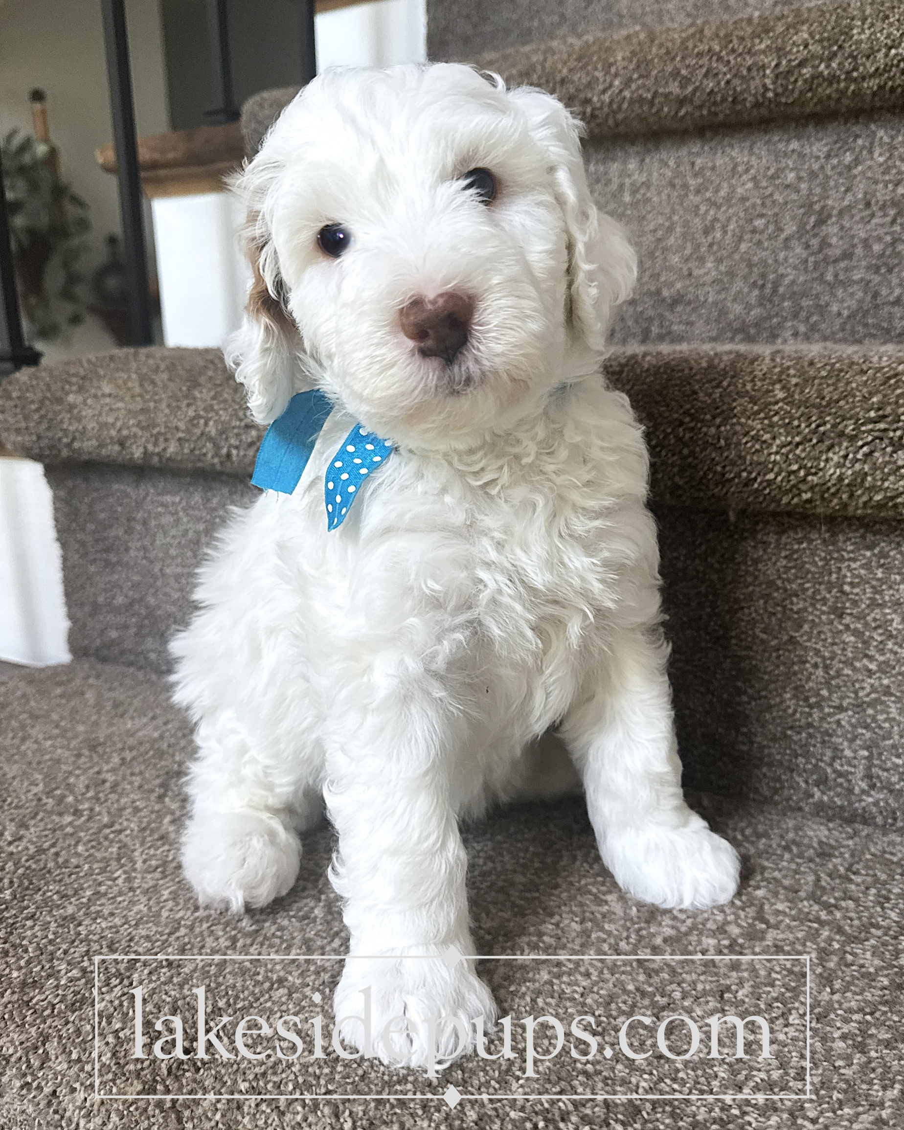 five weeks old
