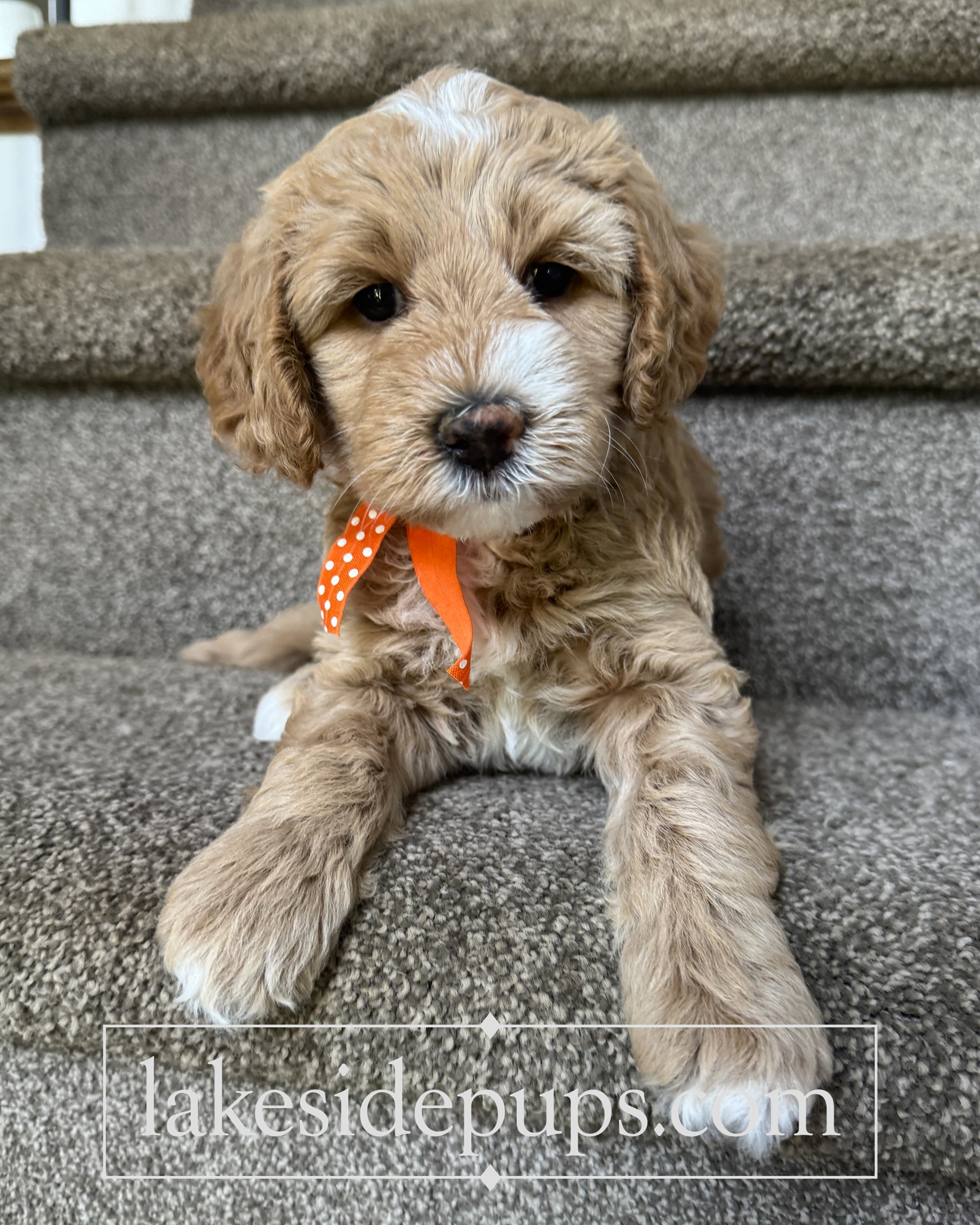 five weeks old