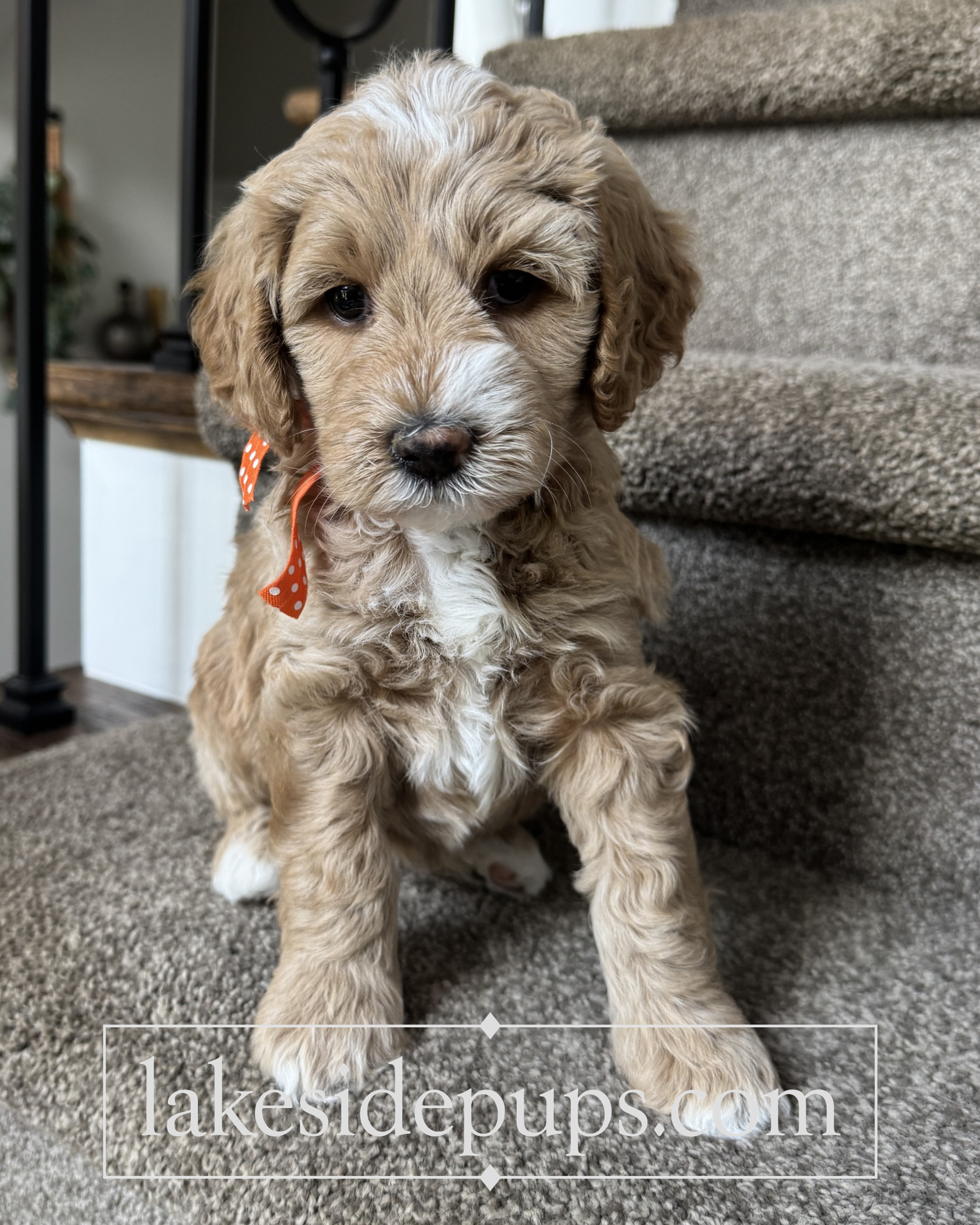 five weeks old