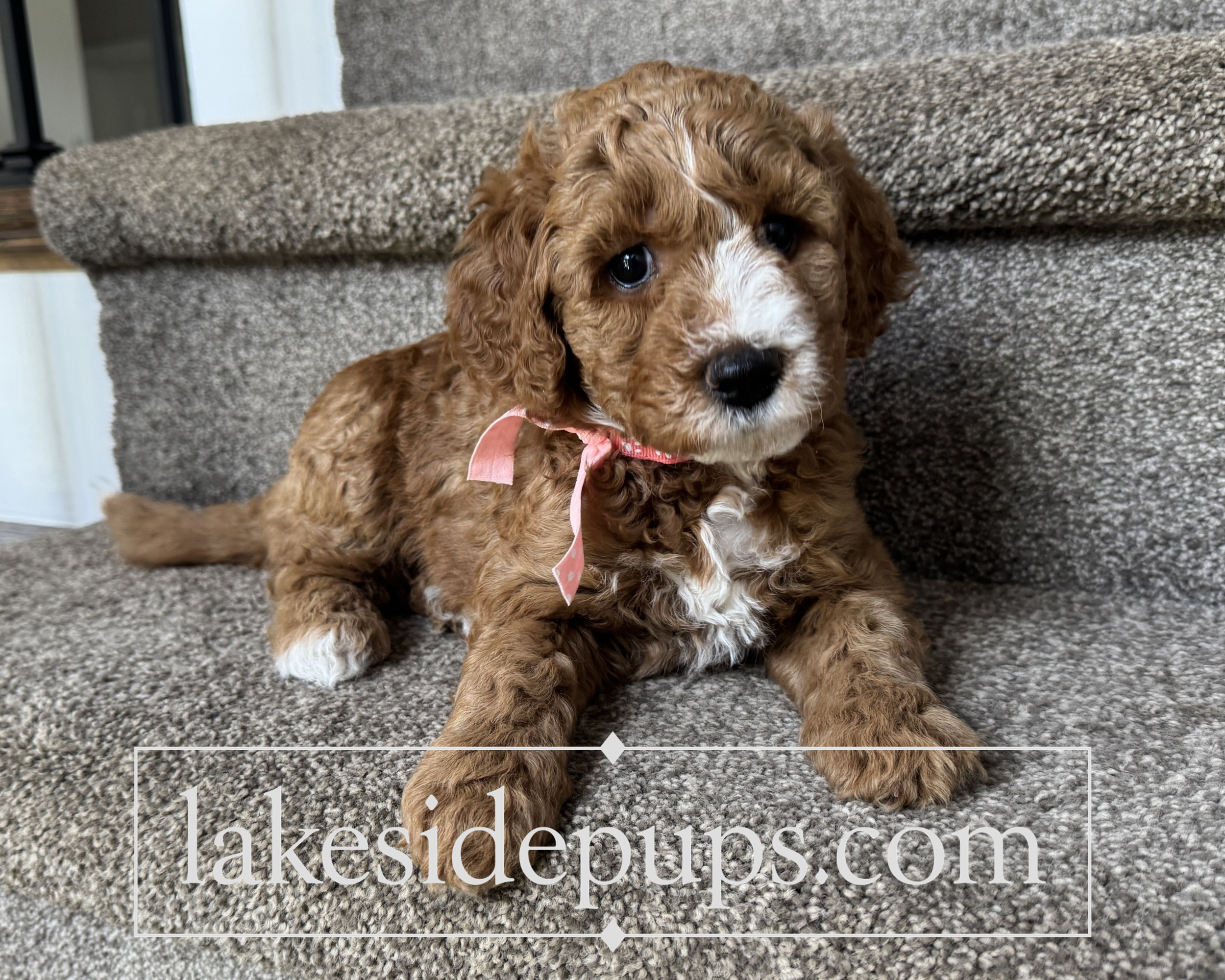 five weeks old