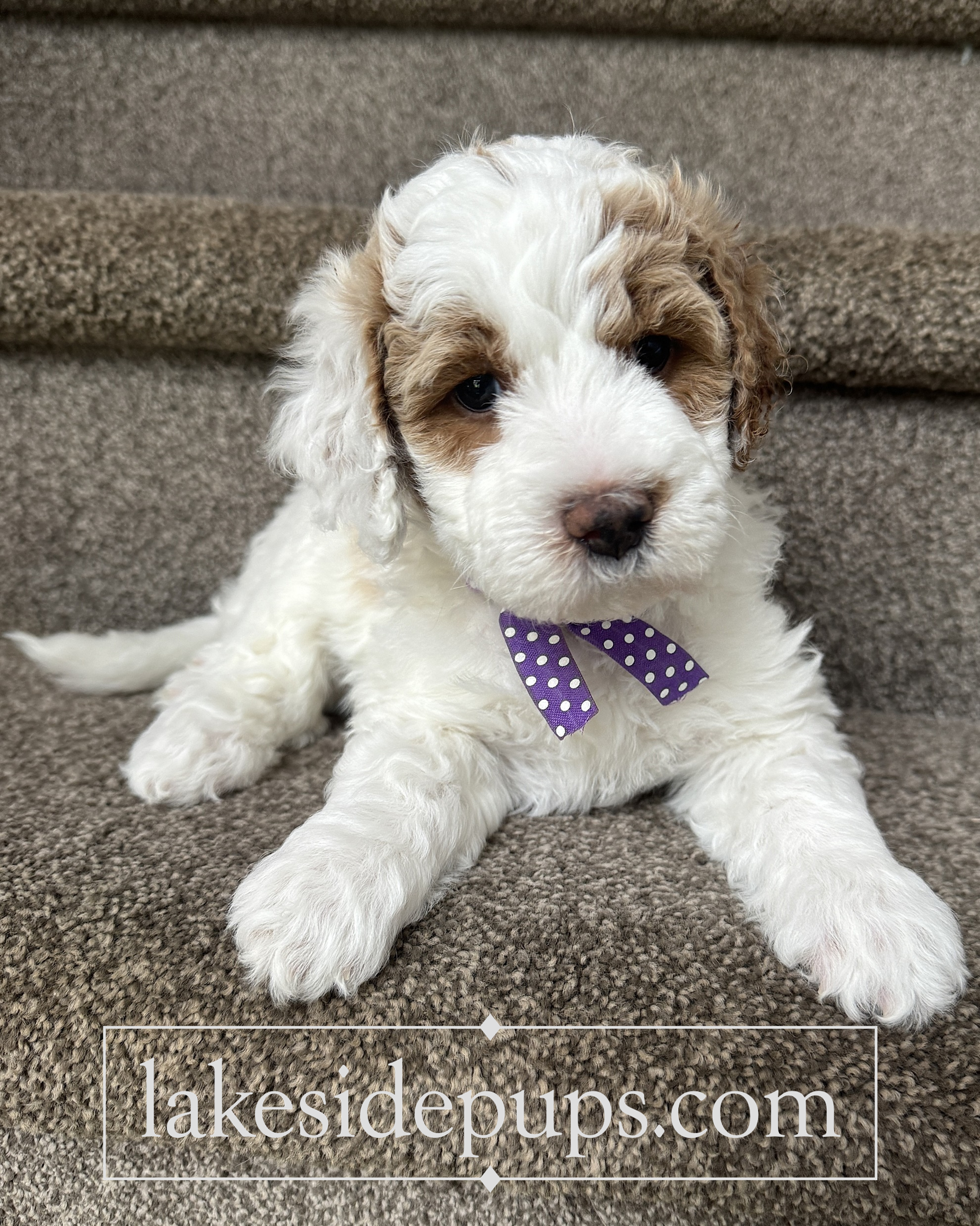five weeks old