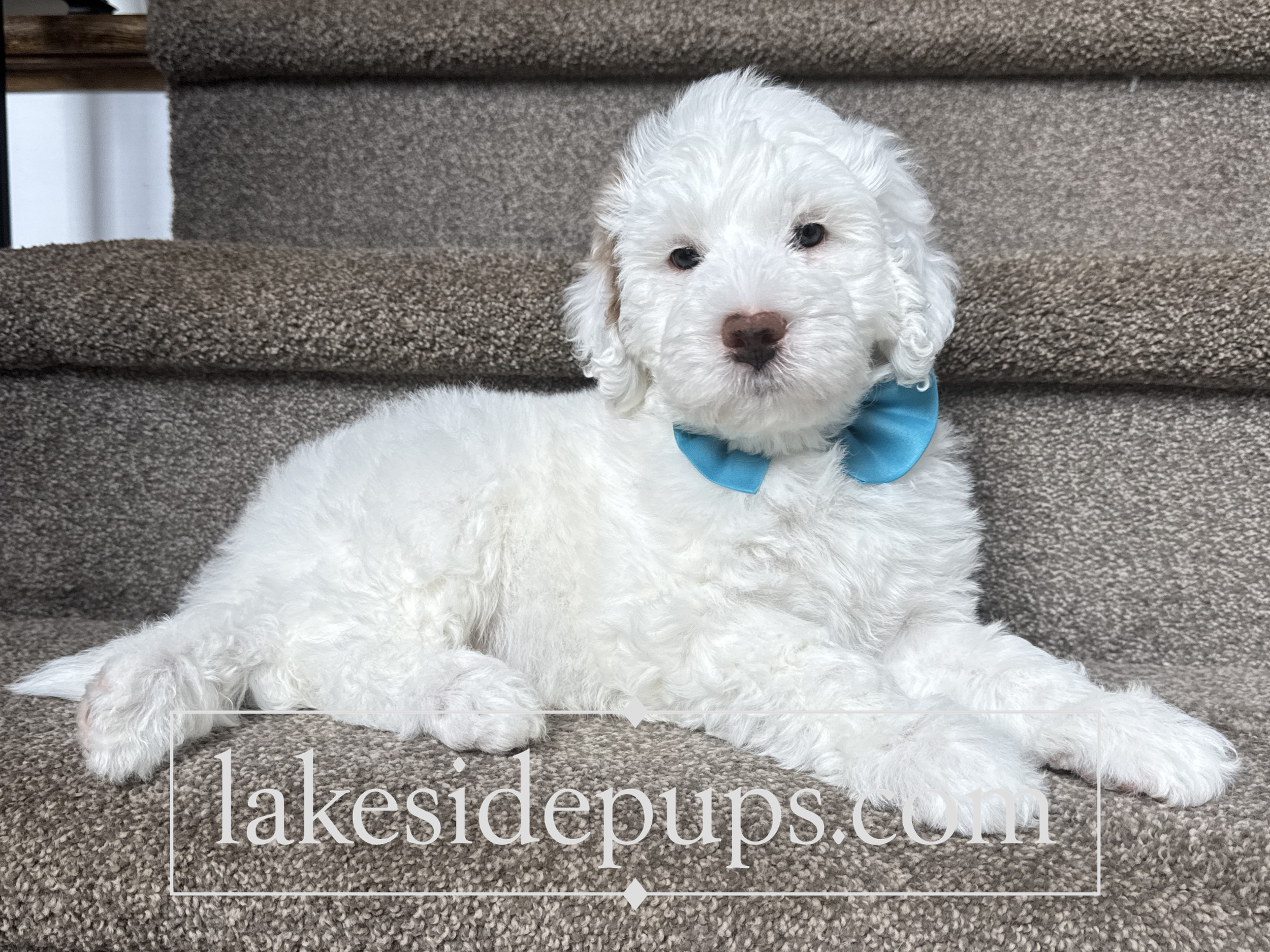 six weeks old