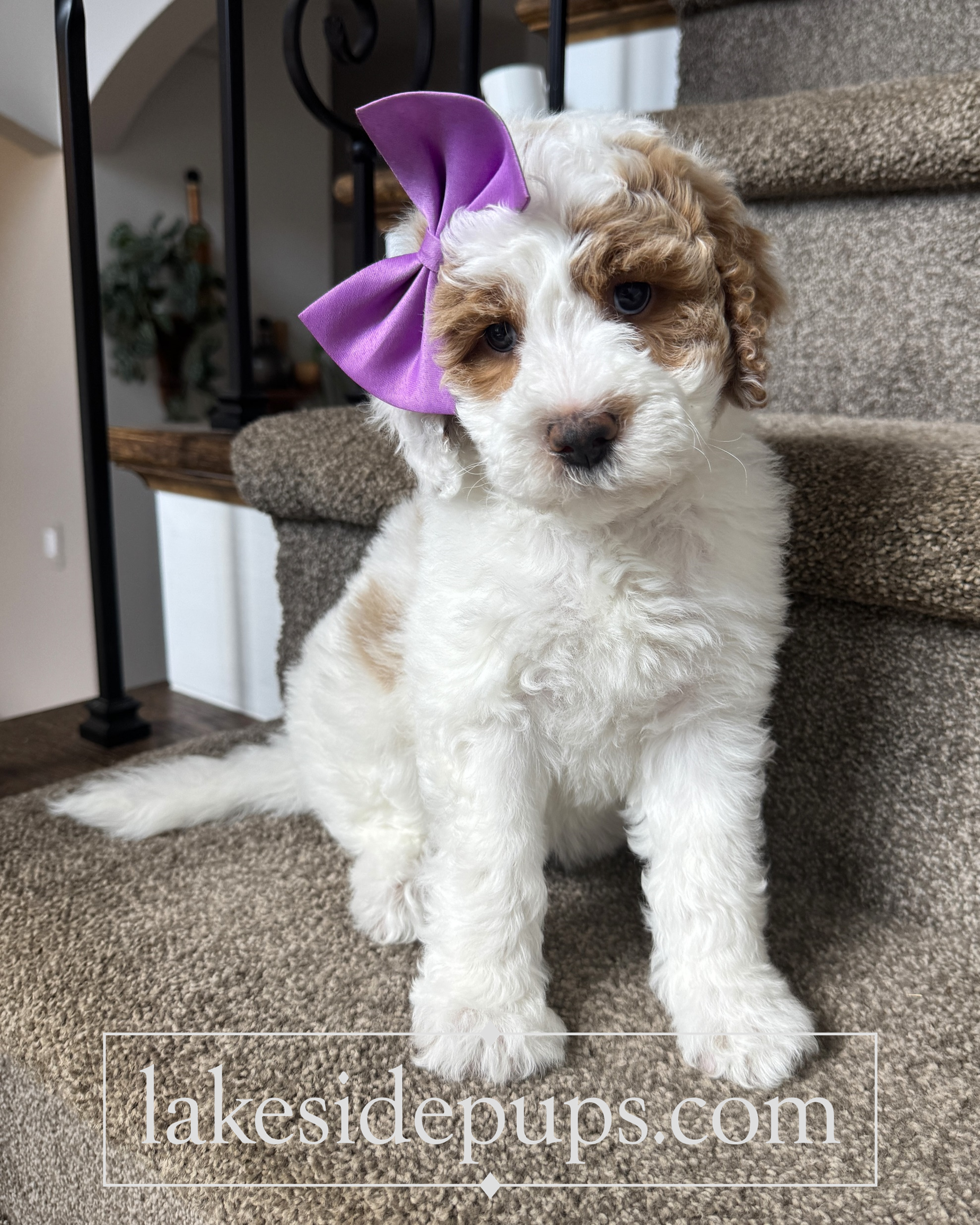 six weeks old