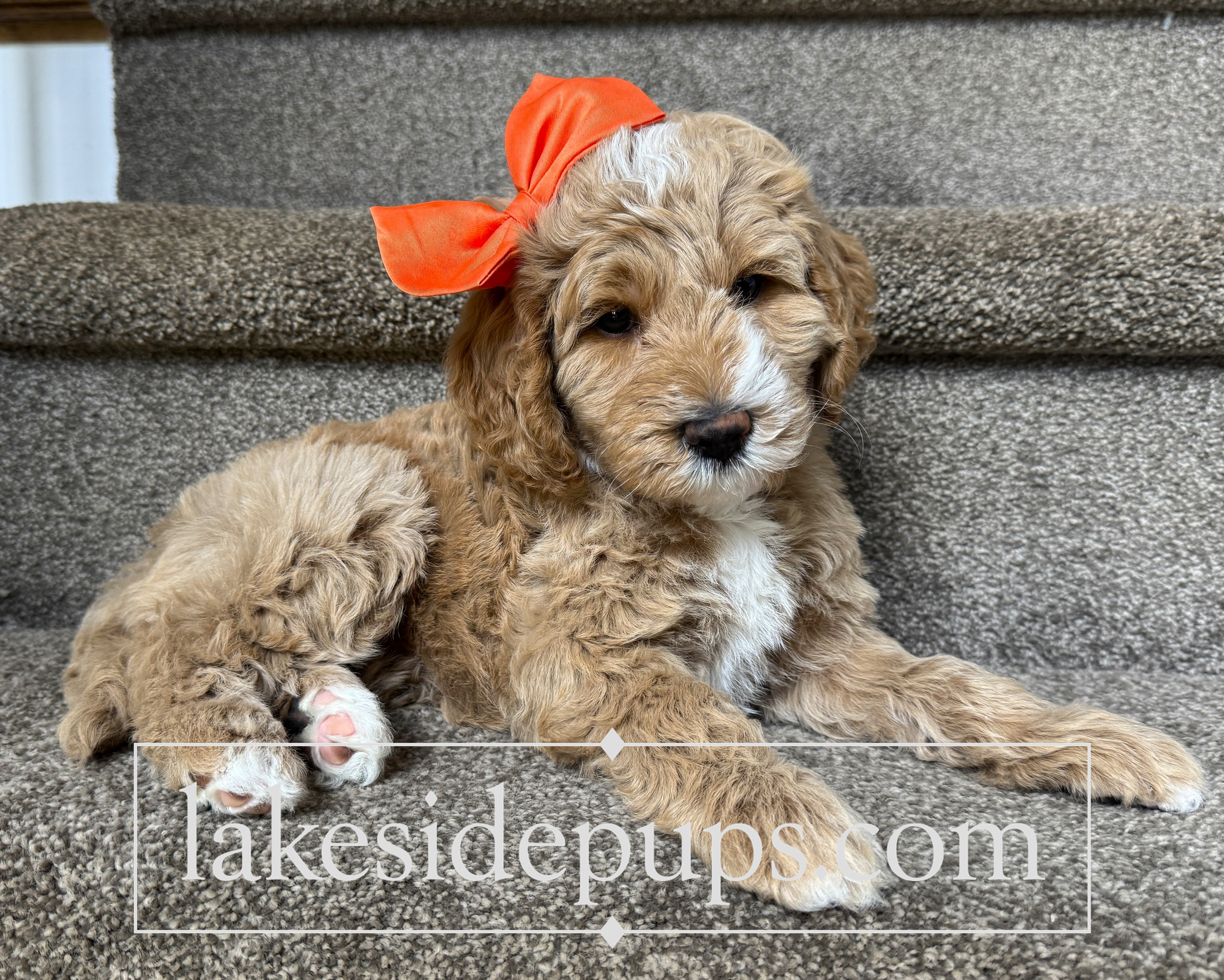 six weeks old