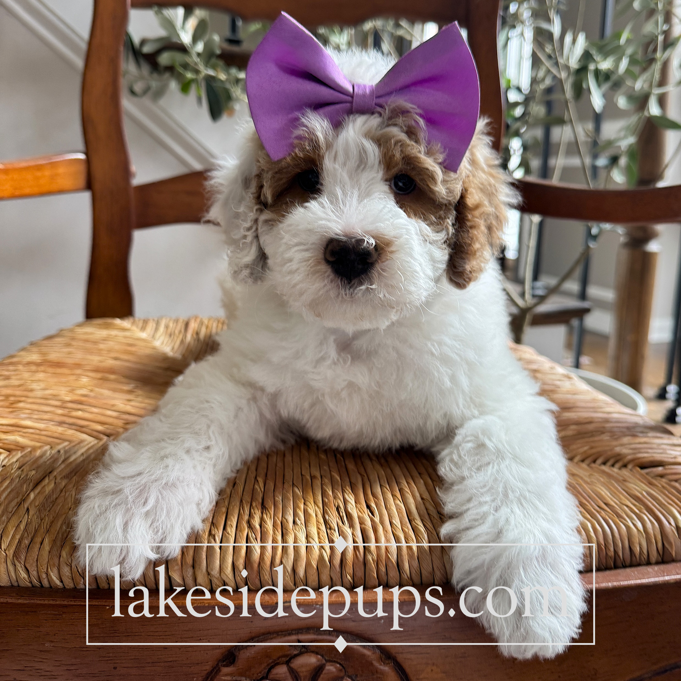seven weeks old