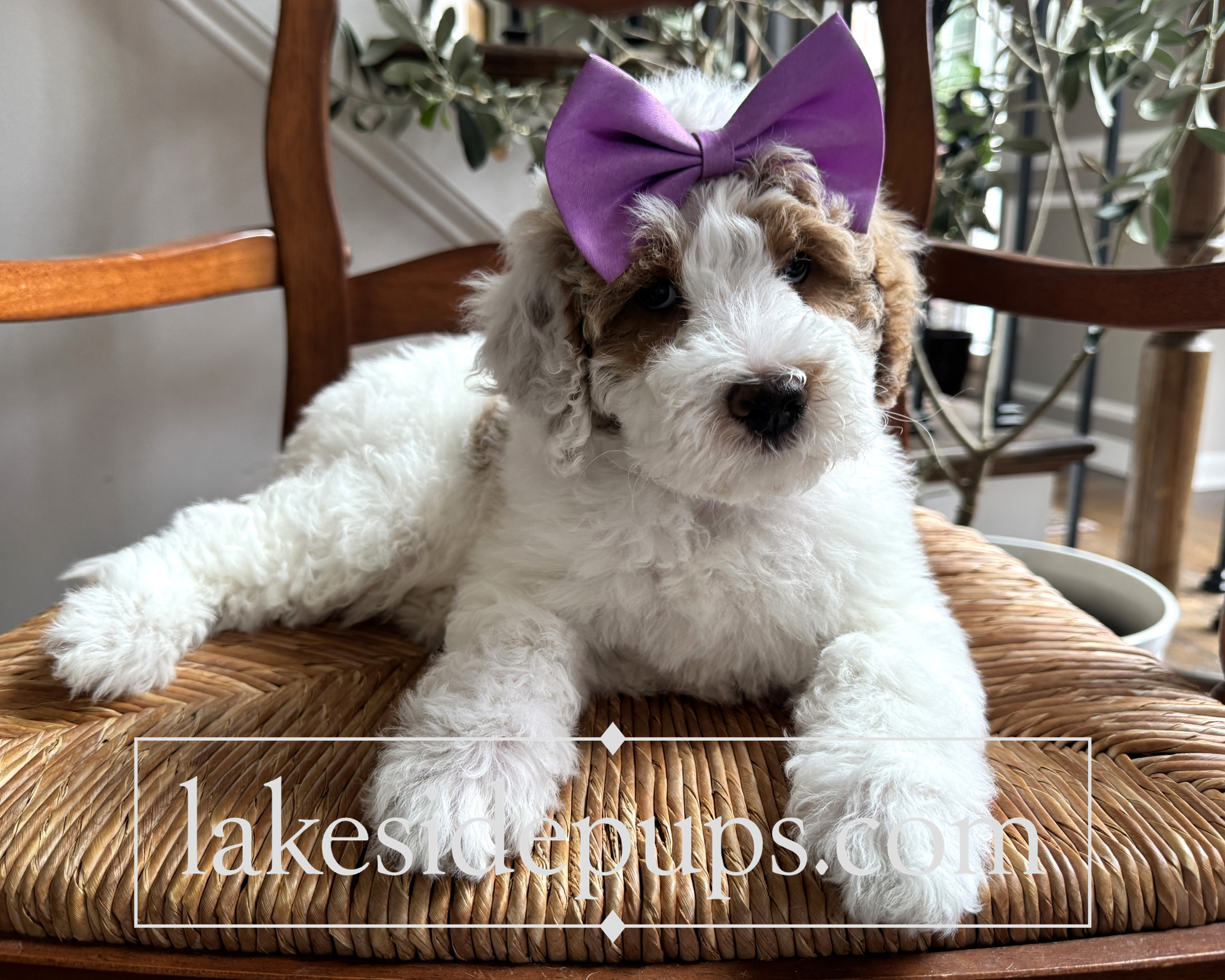 seven weeks old