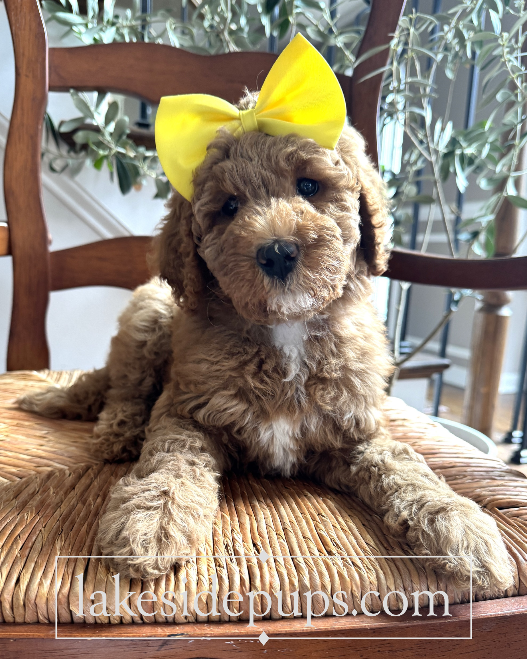 seven weeks old