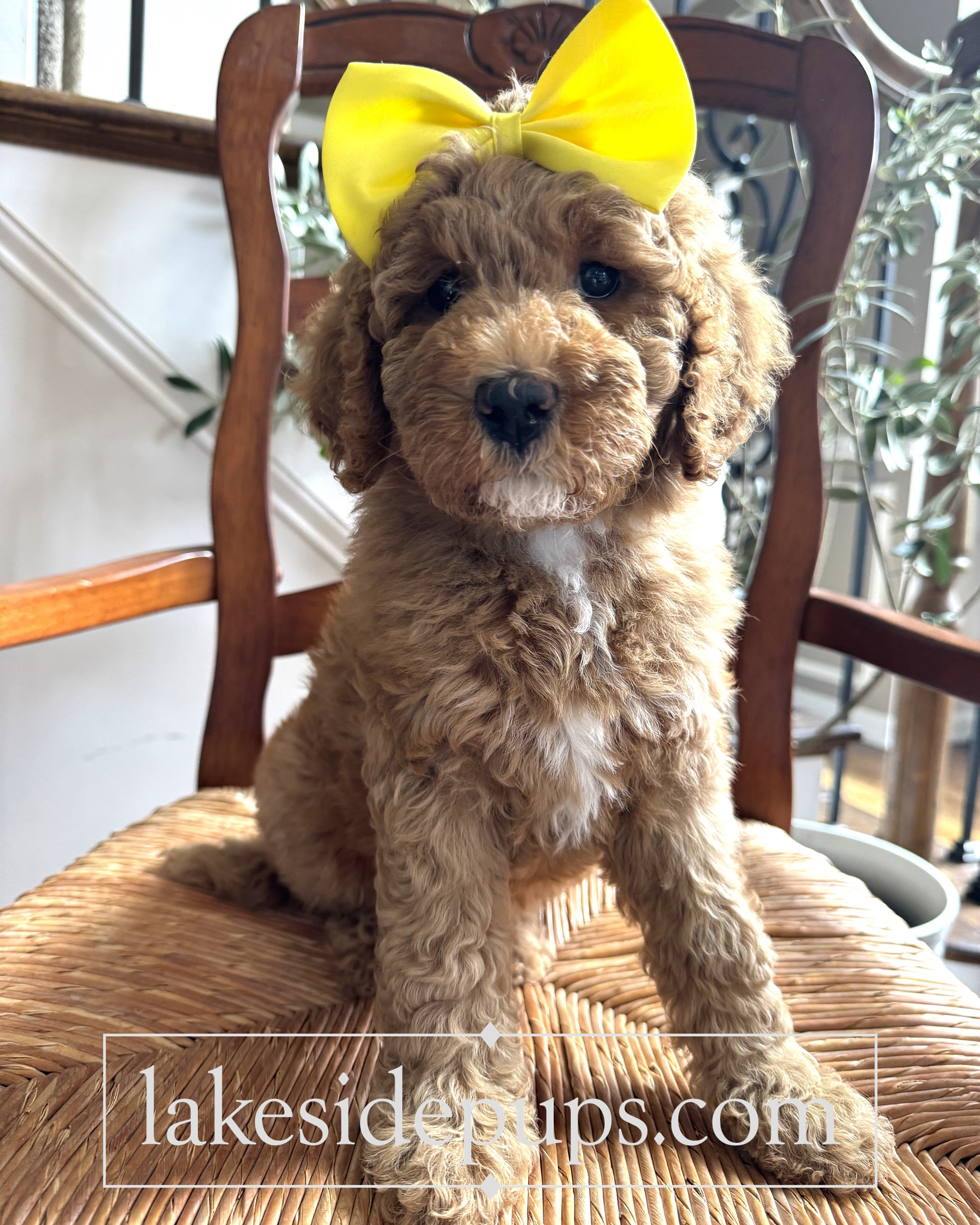 seven weeks old
