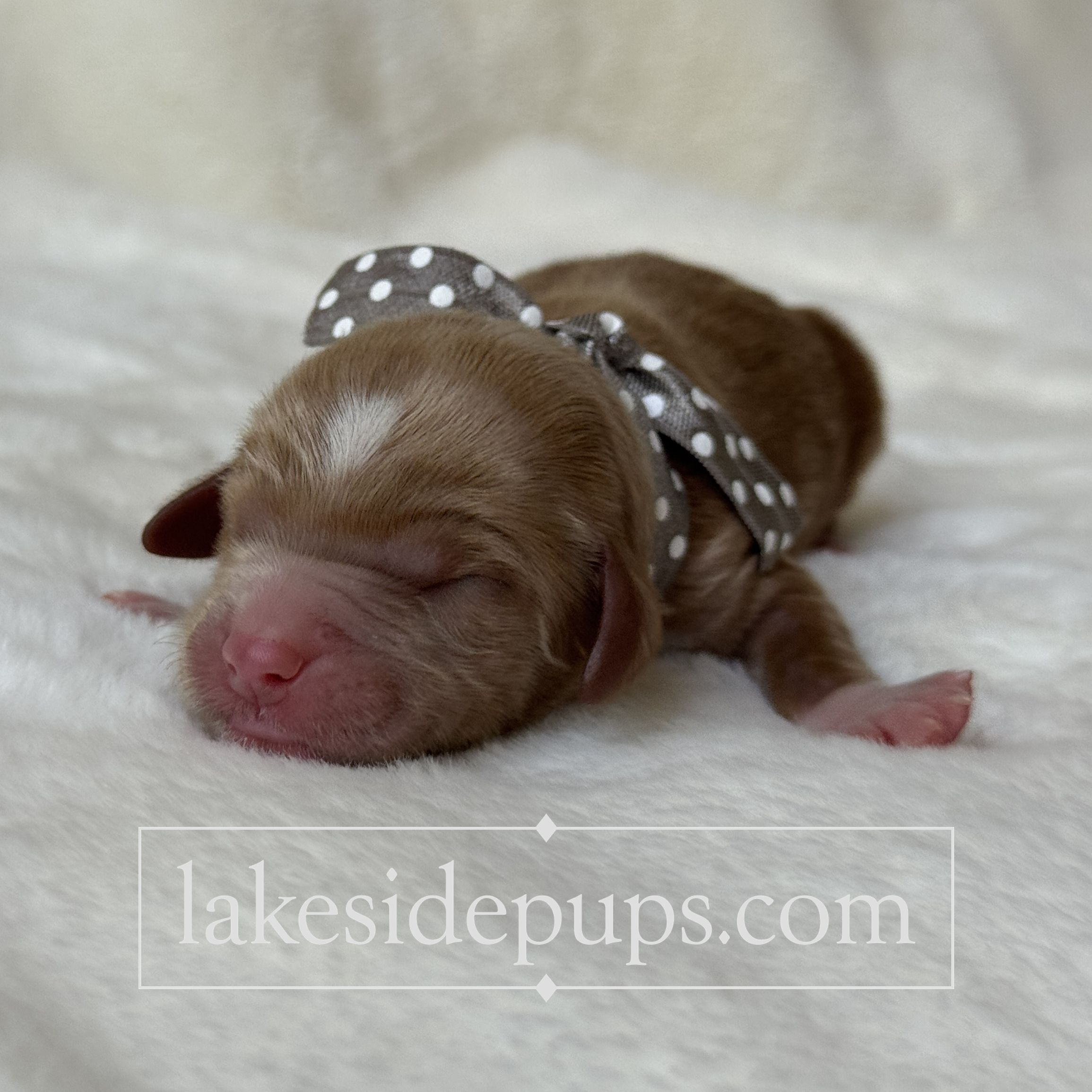 one day old