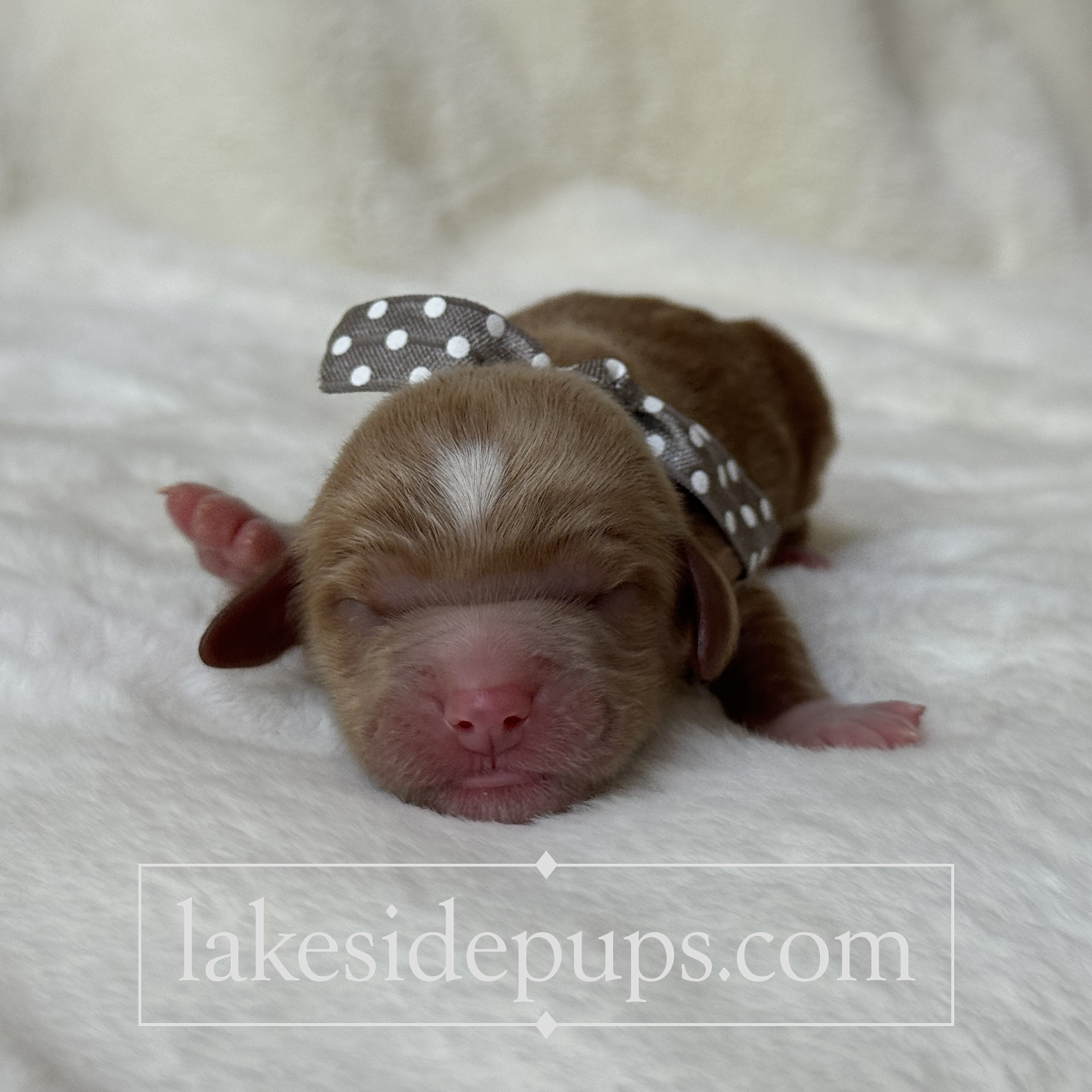 one day old