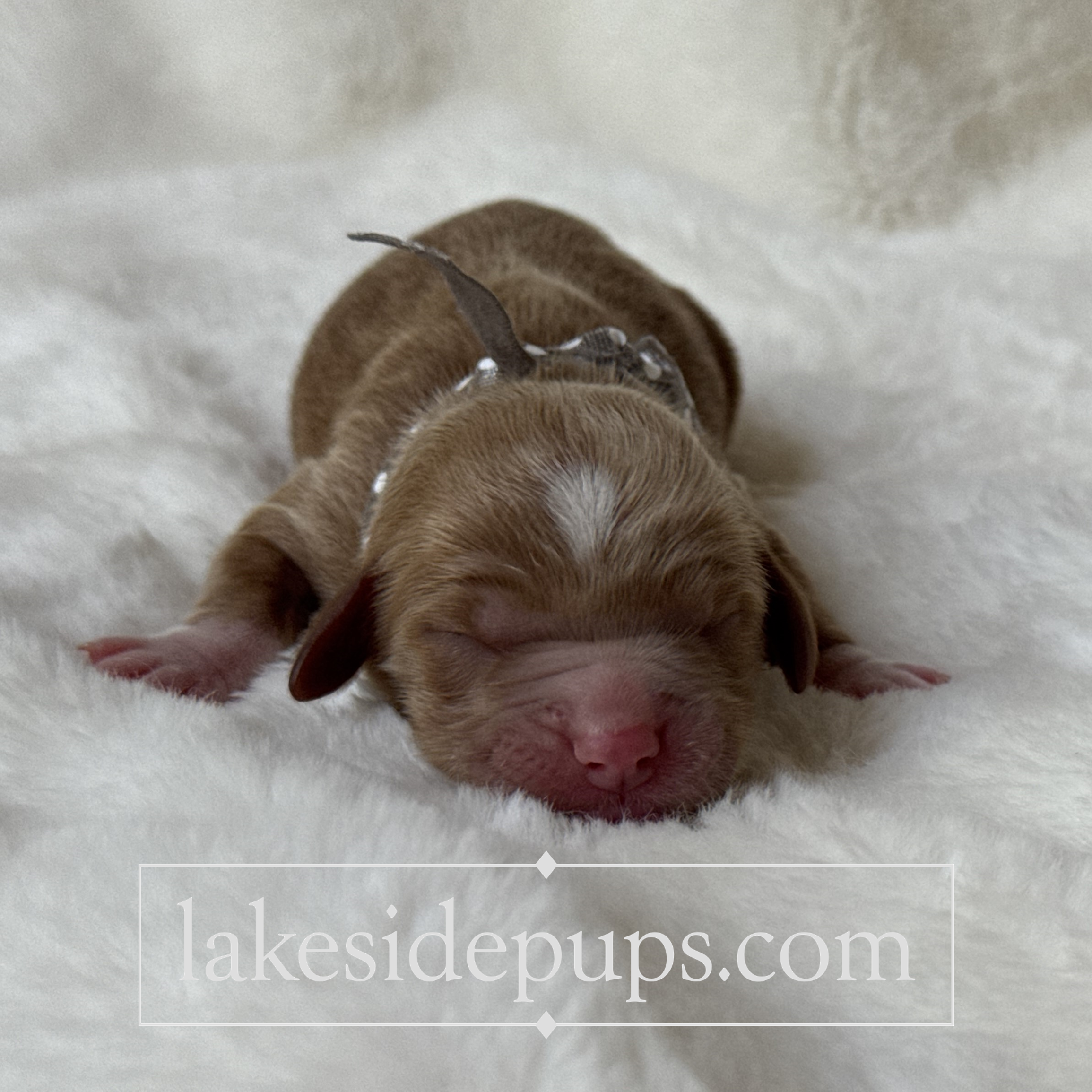 one day old