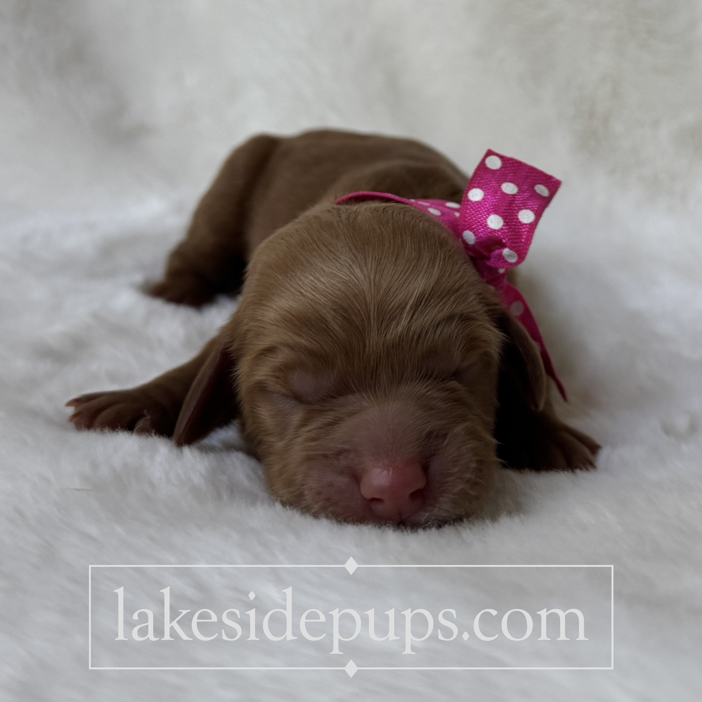 one day old