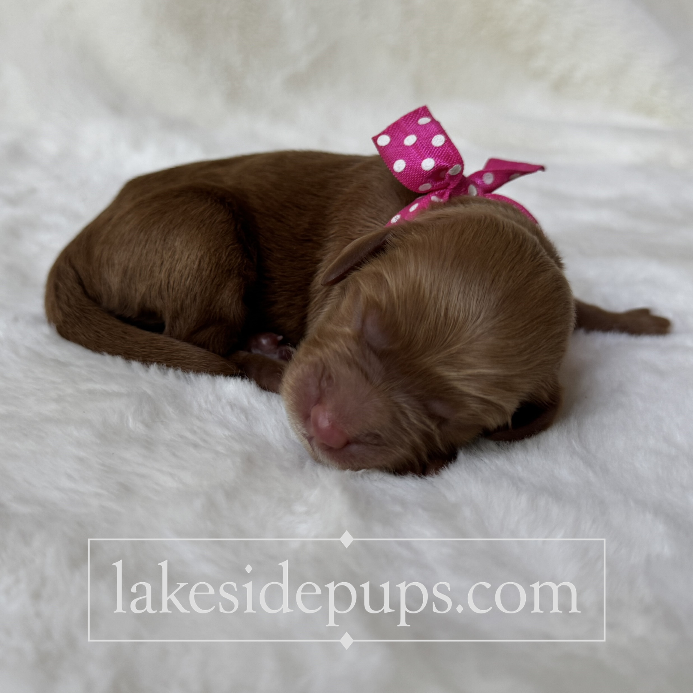 one day old
