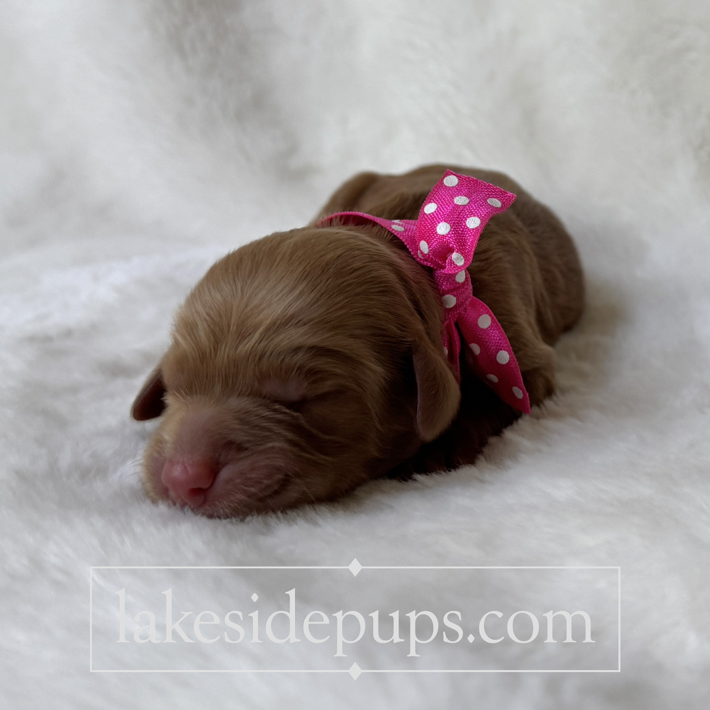 one day old
