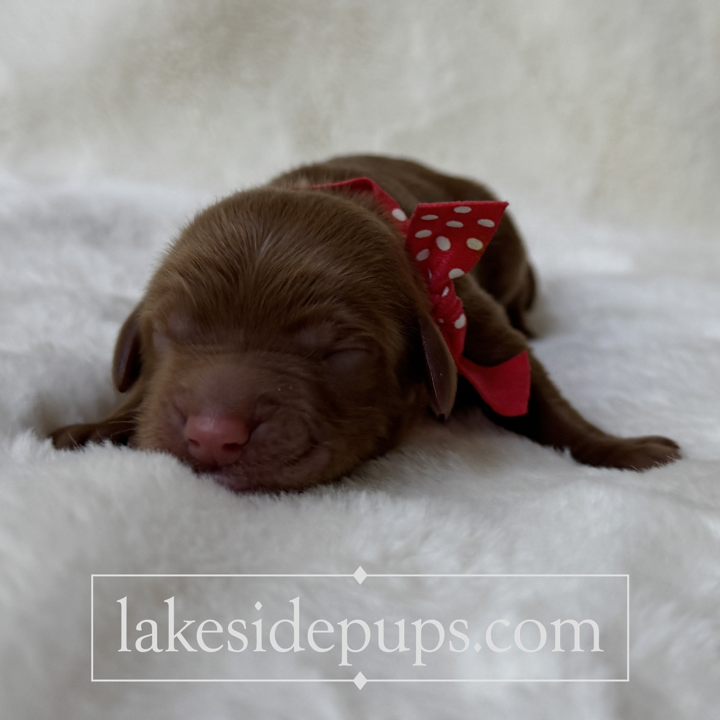 one day old