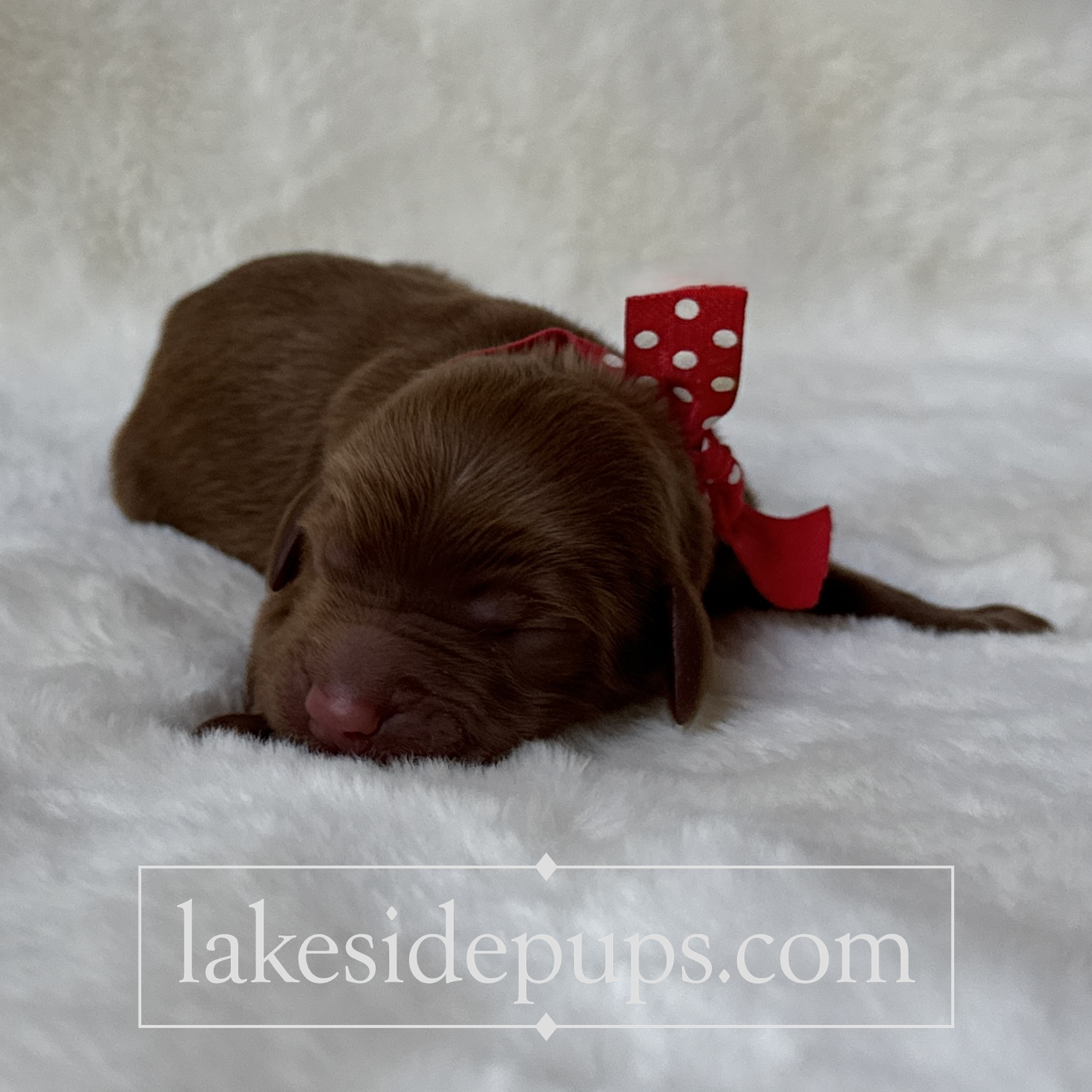 one day old