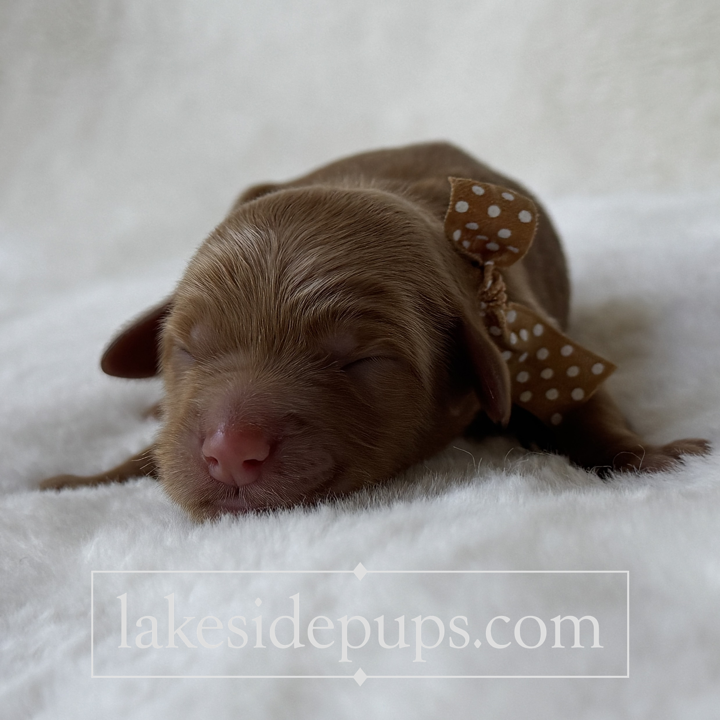 one day old