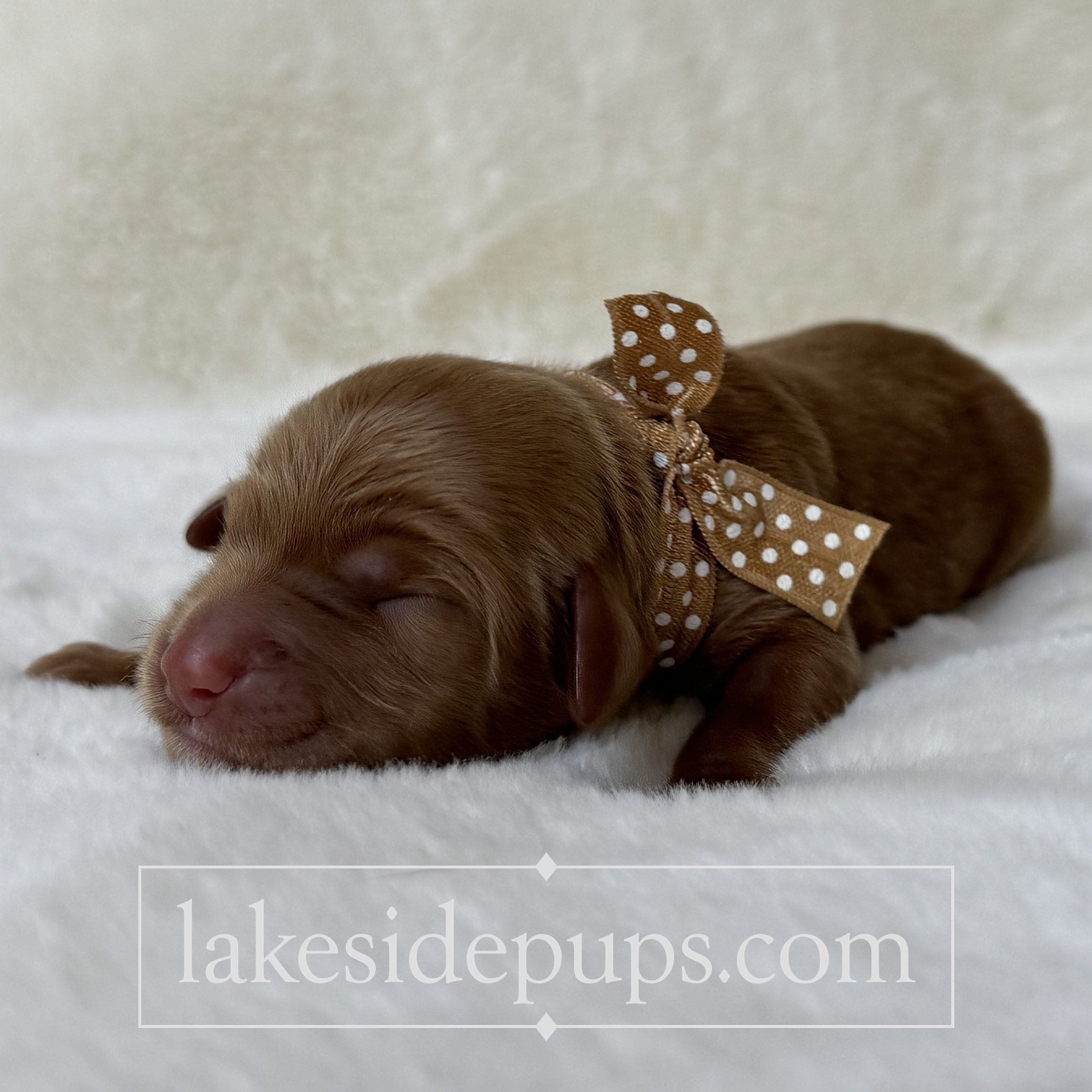 one day old