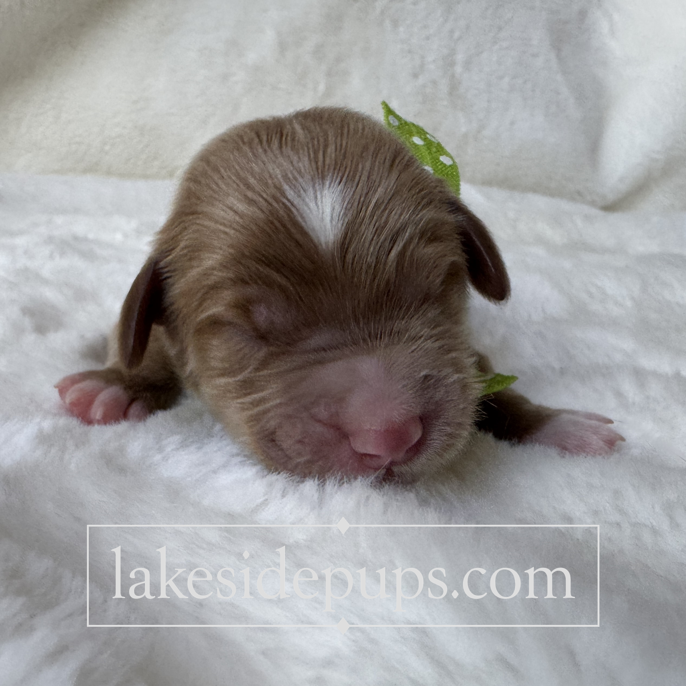 one day old