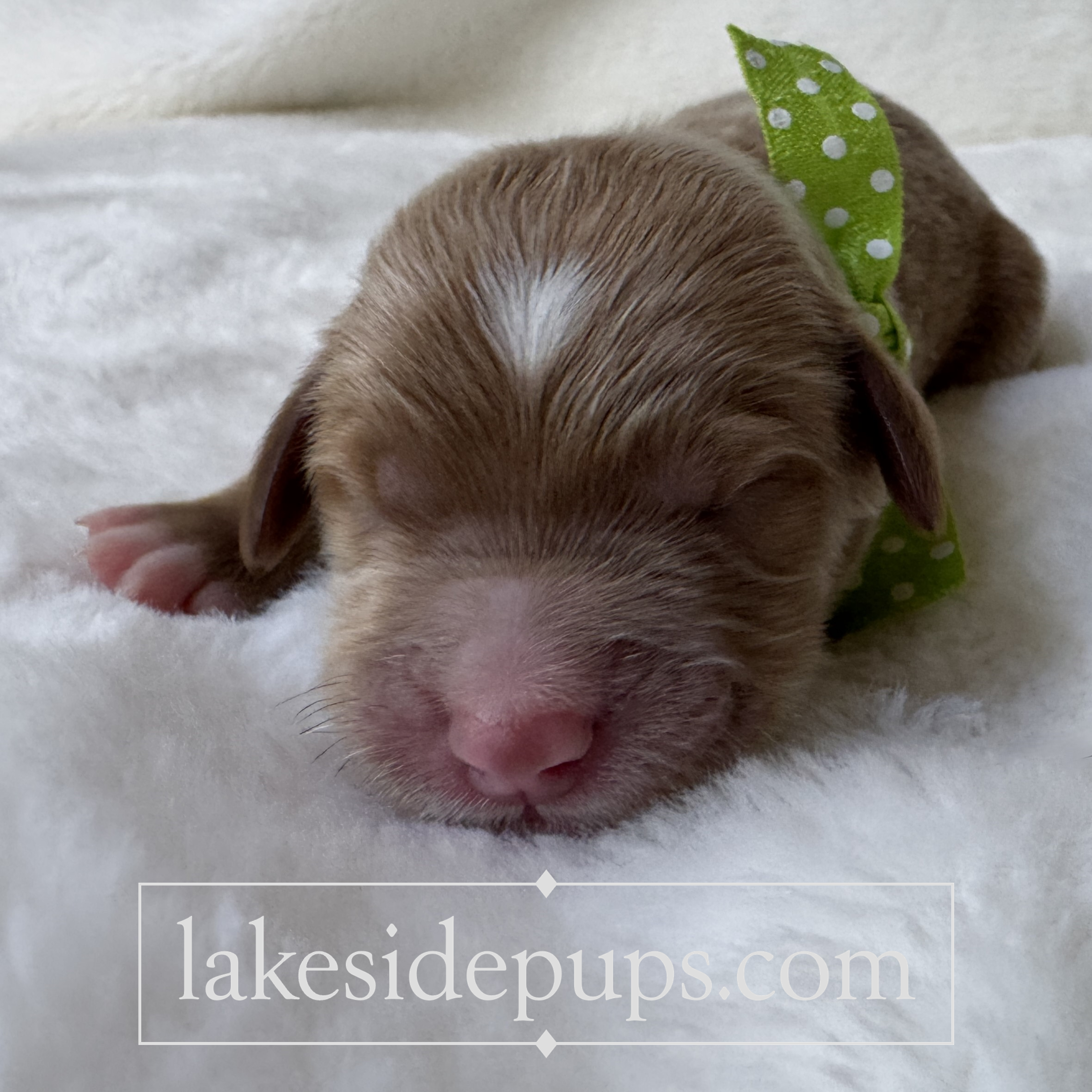 one day old