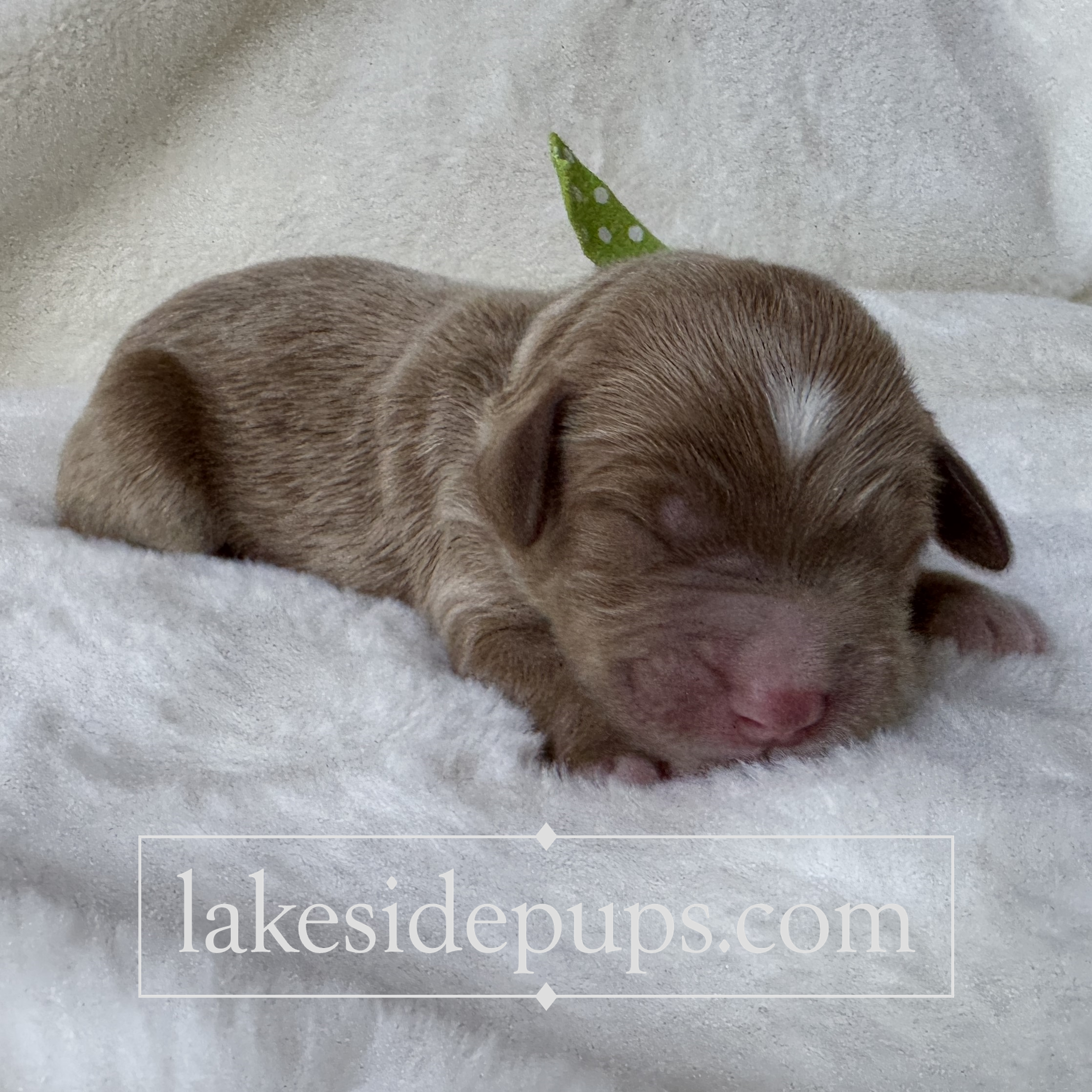 one day old