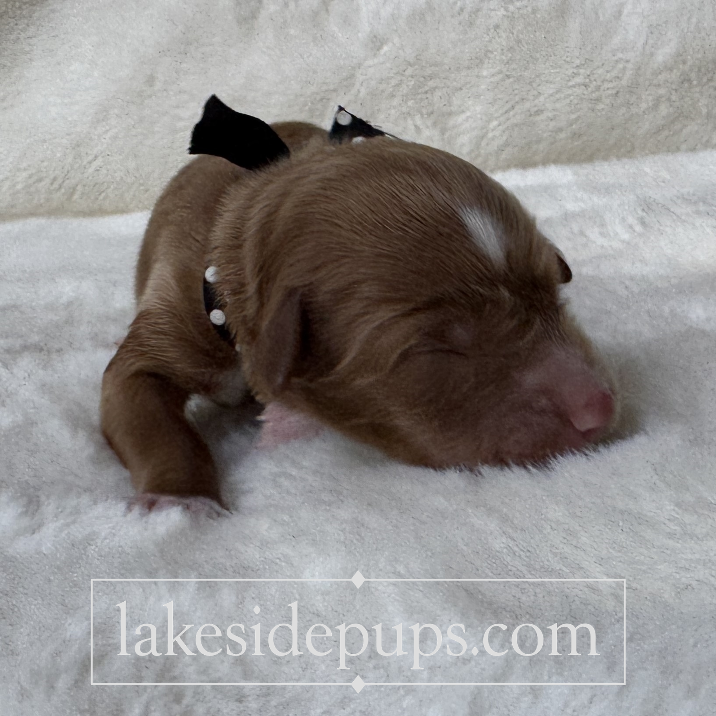 one day old