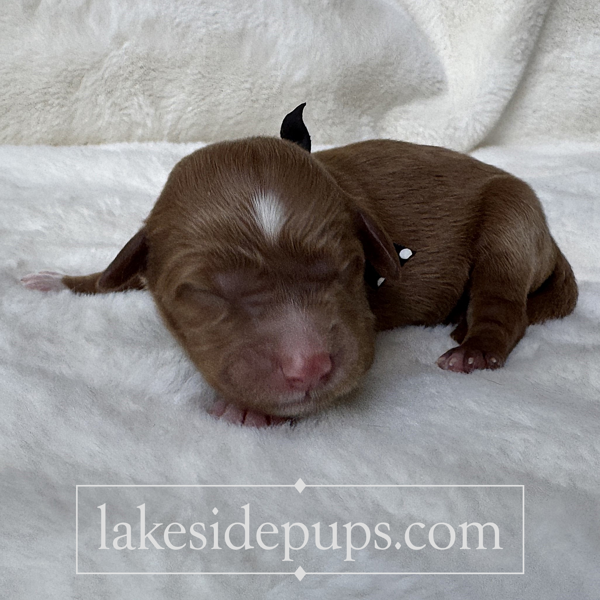 one day old