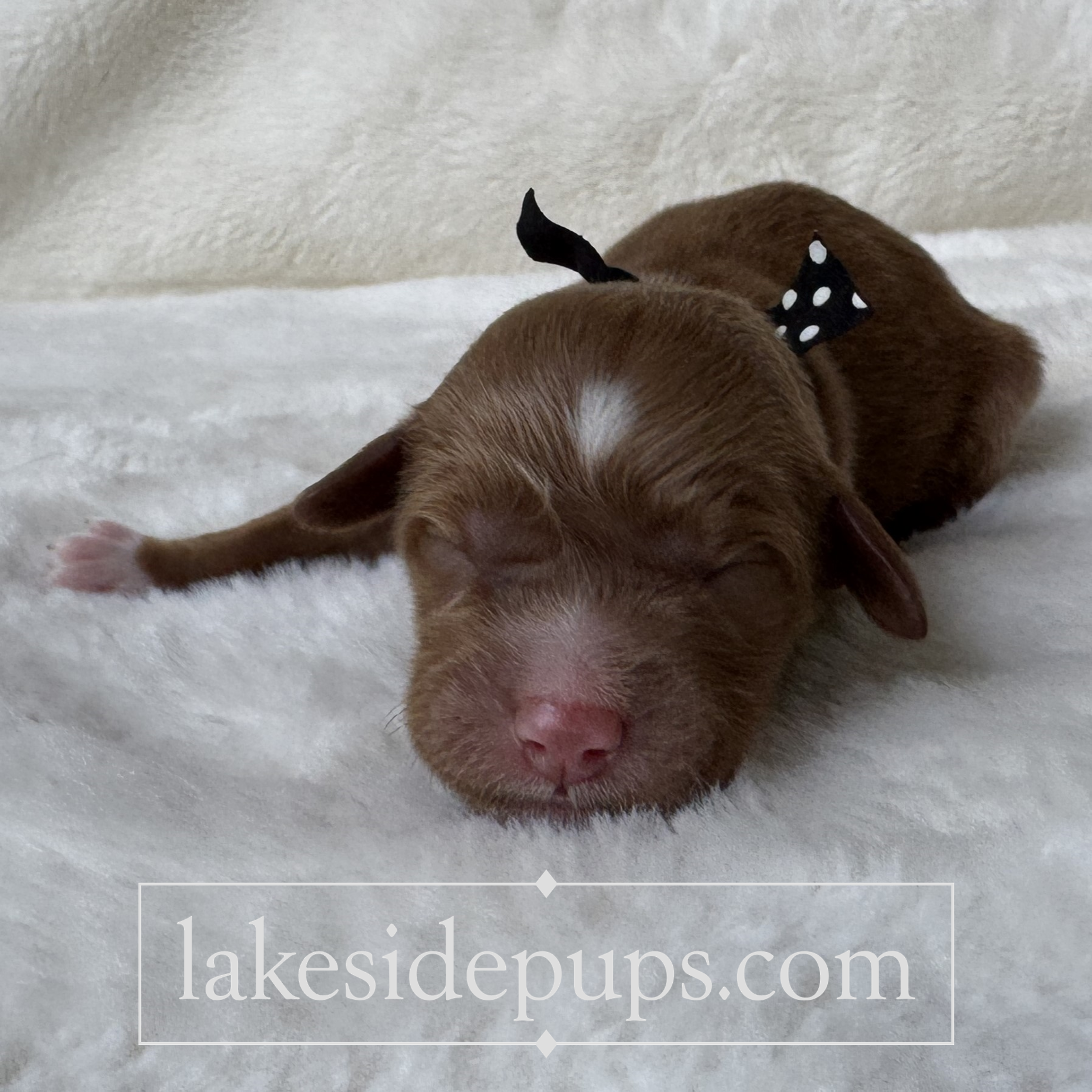 one day old