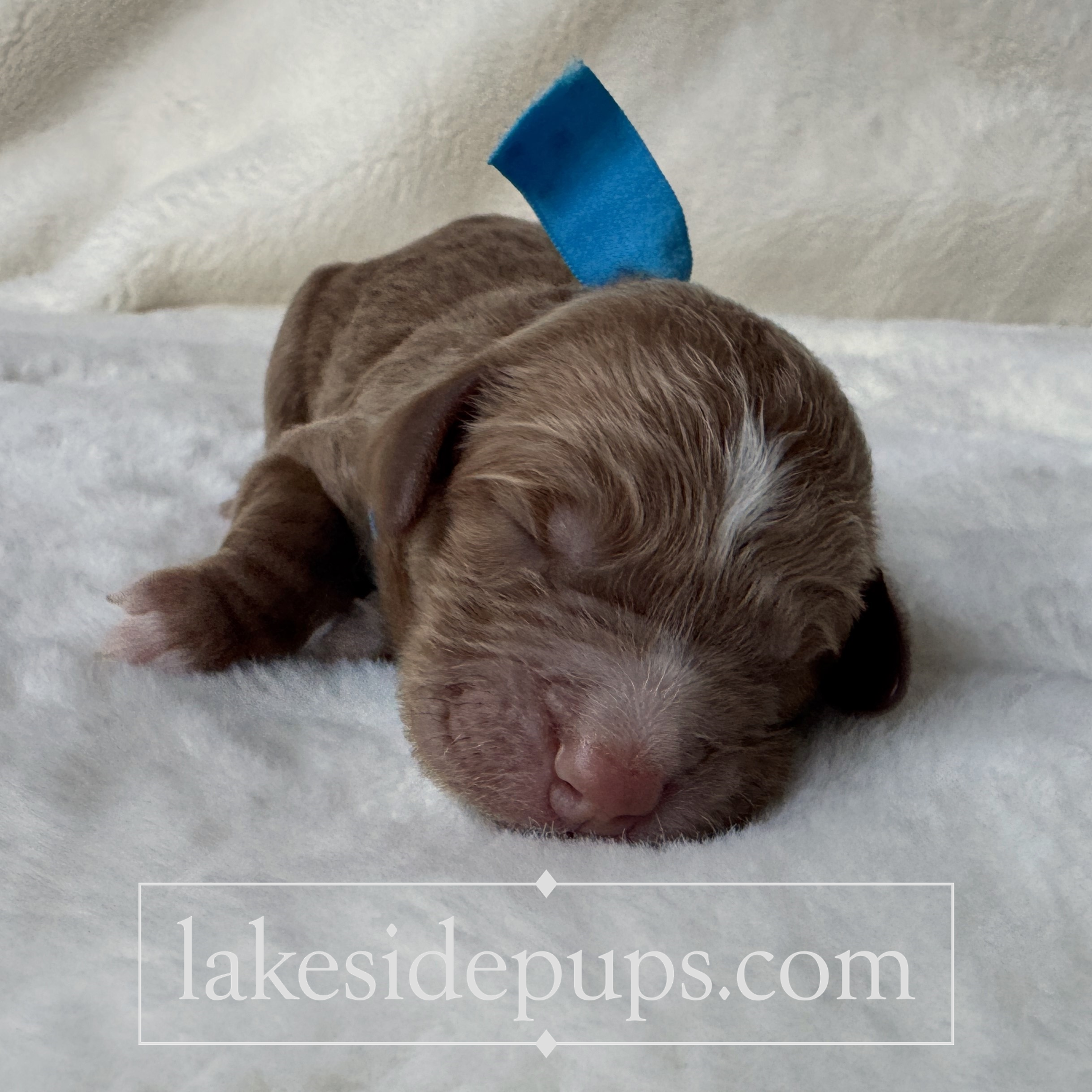 one day old