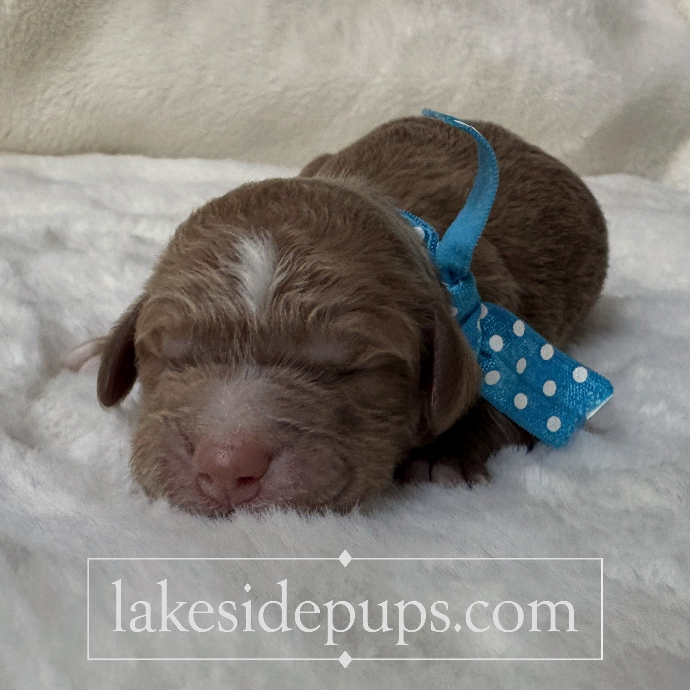 one day old