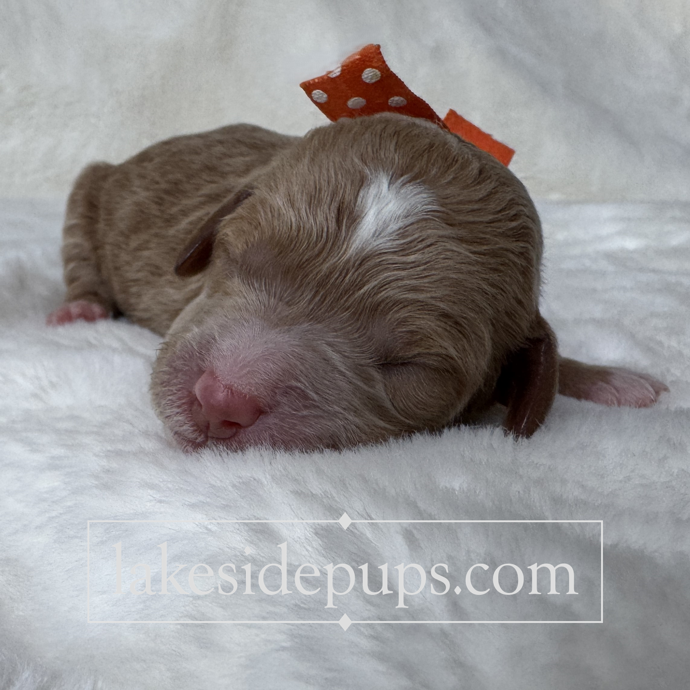 one day old