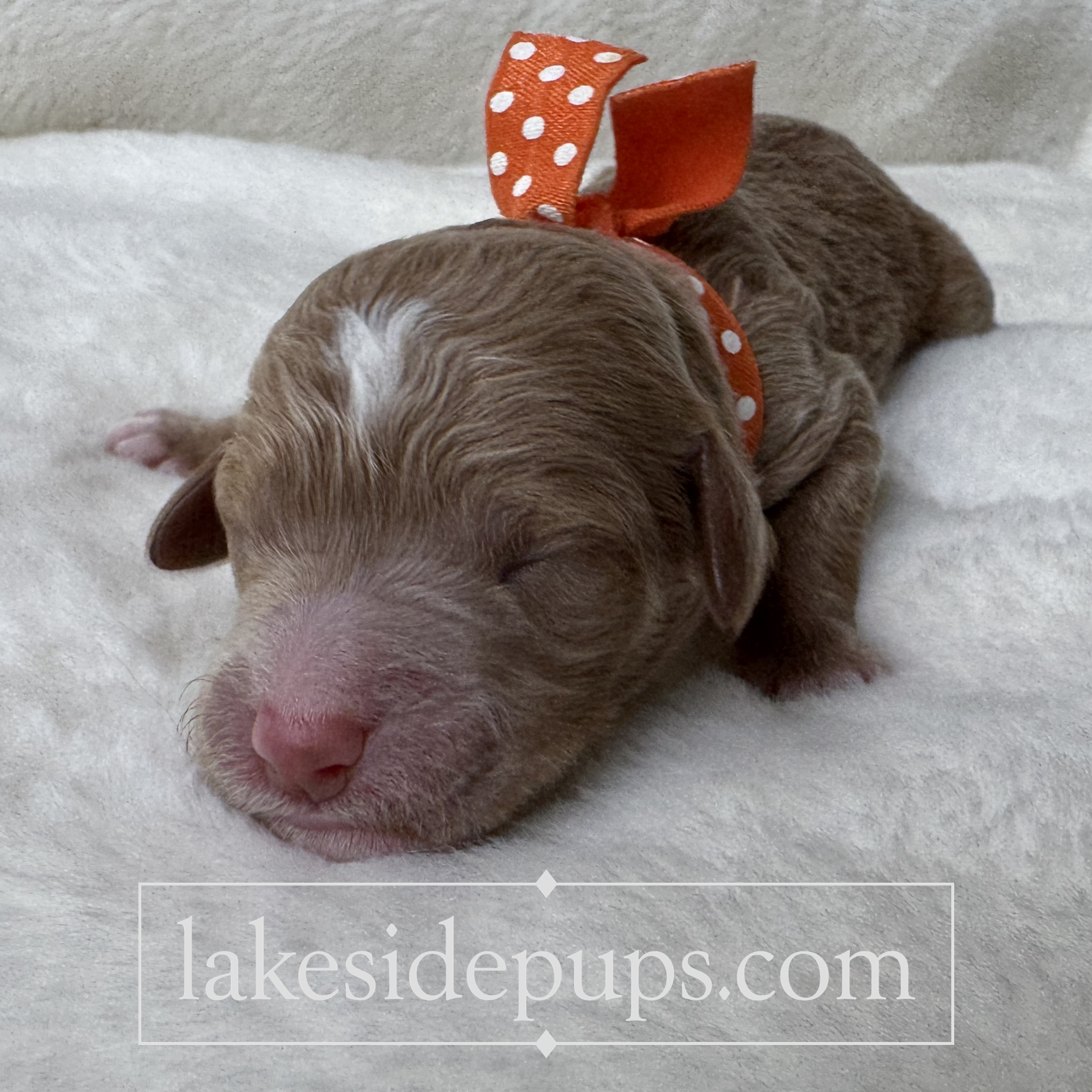 one day old