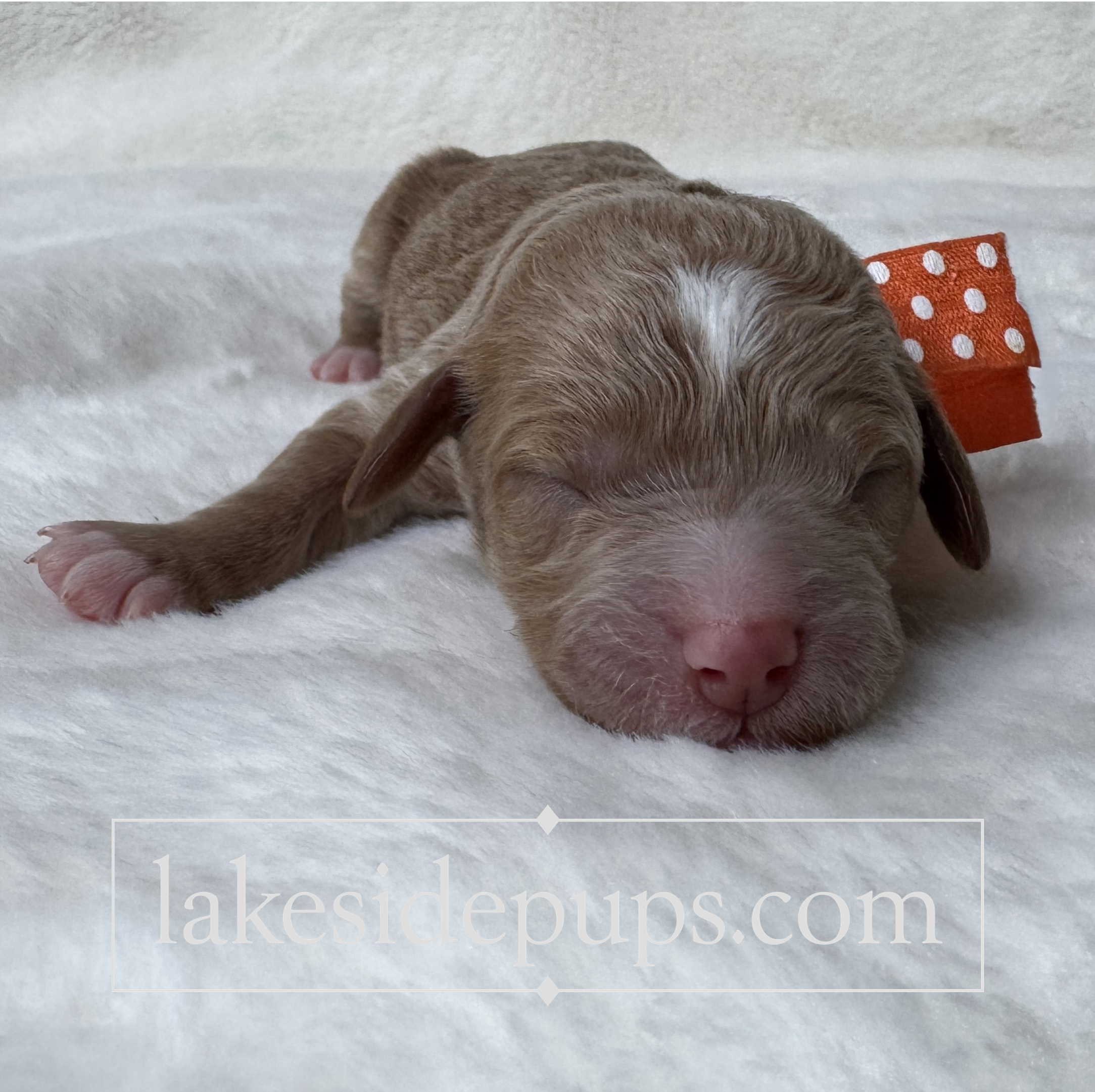one day old