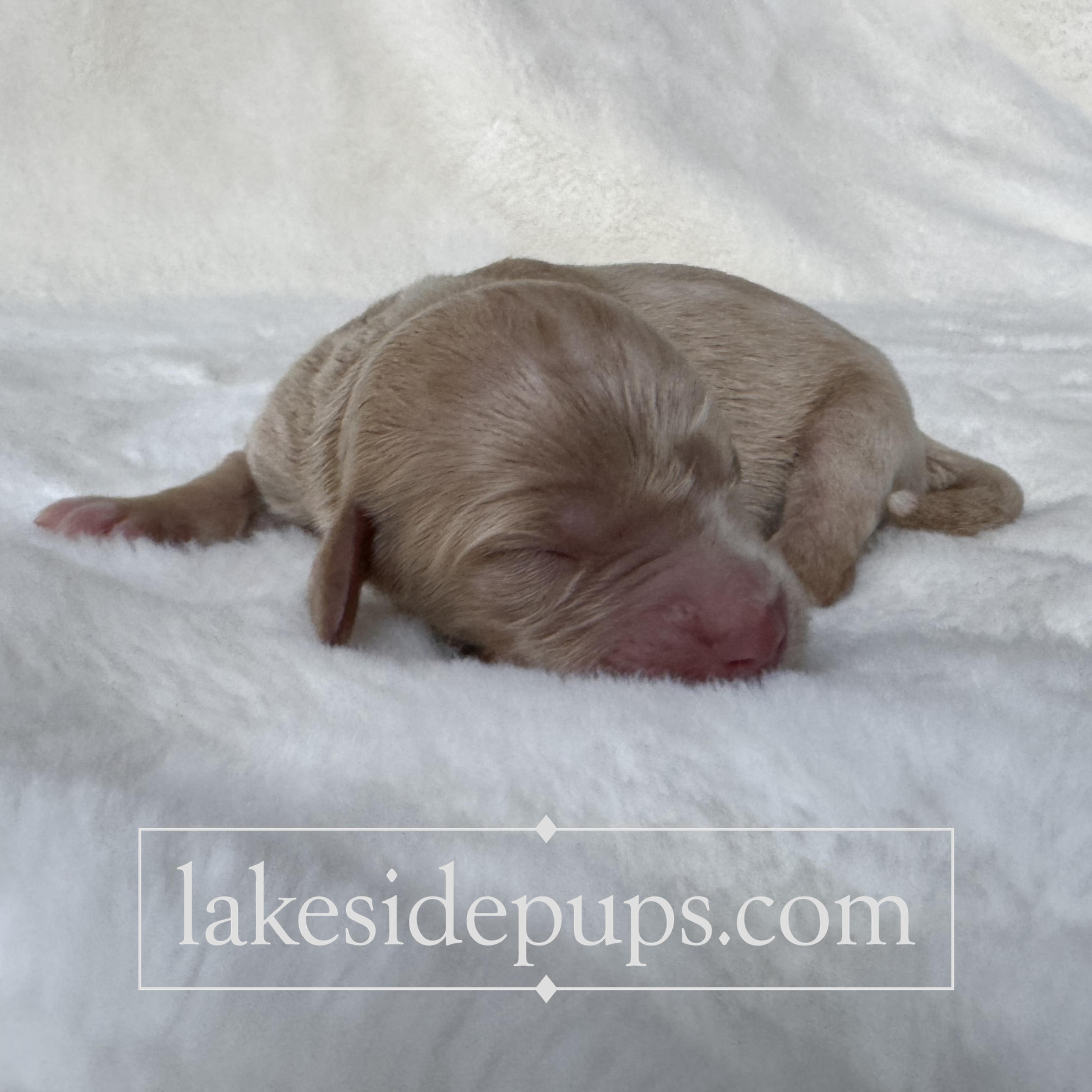 one day old