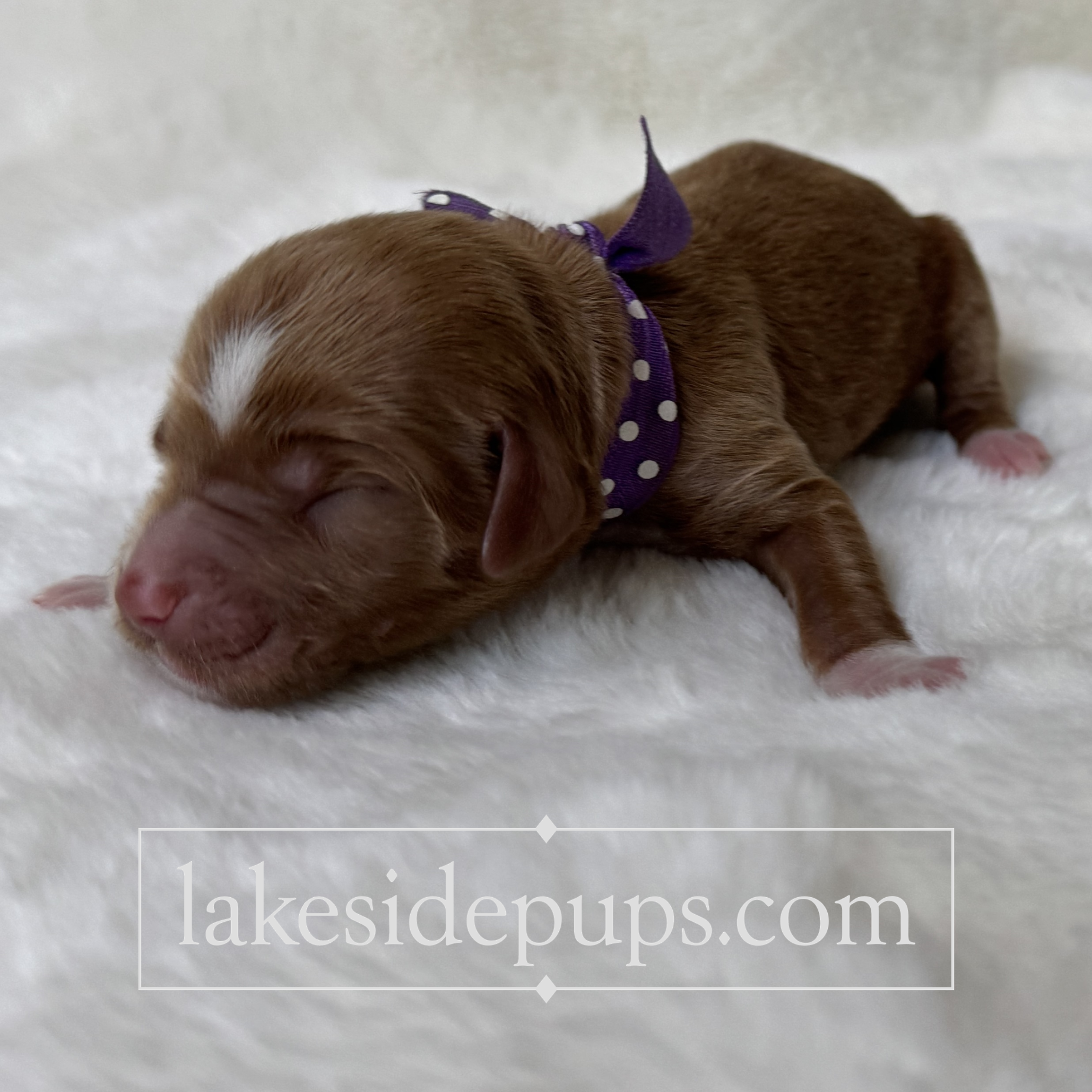 one day old