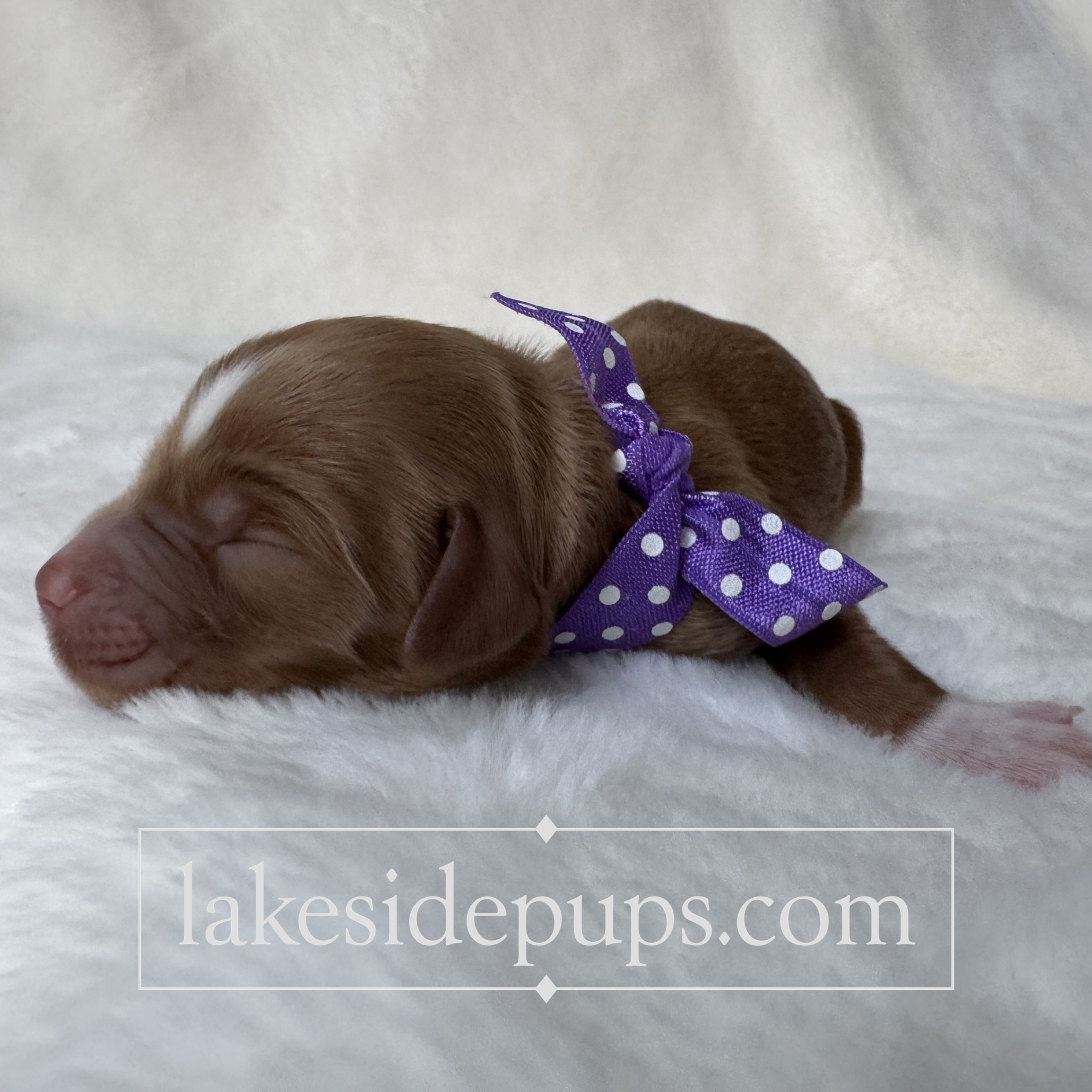 one day old