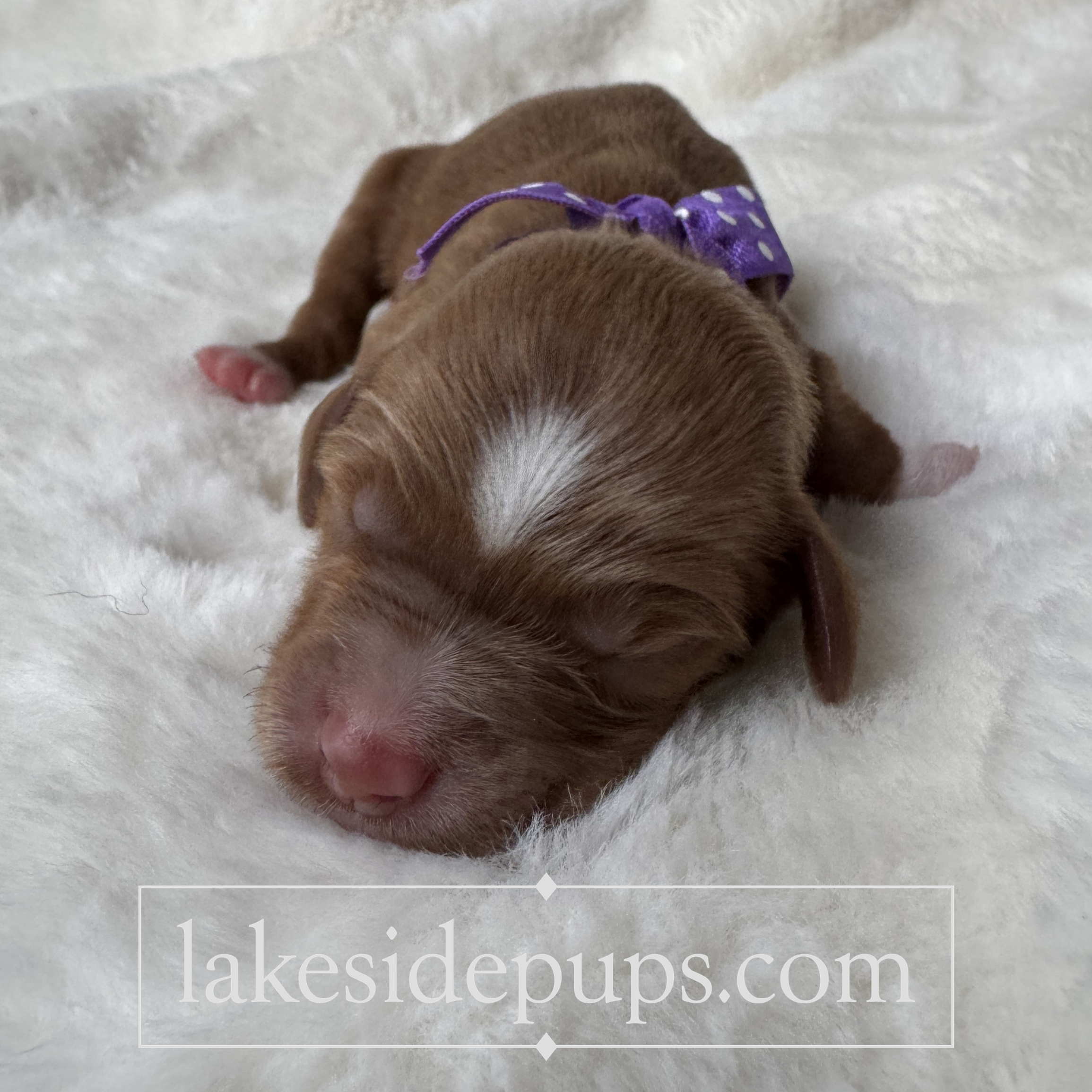 one day old
