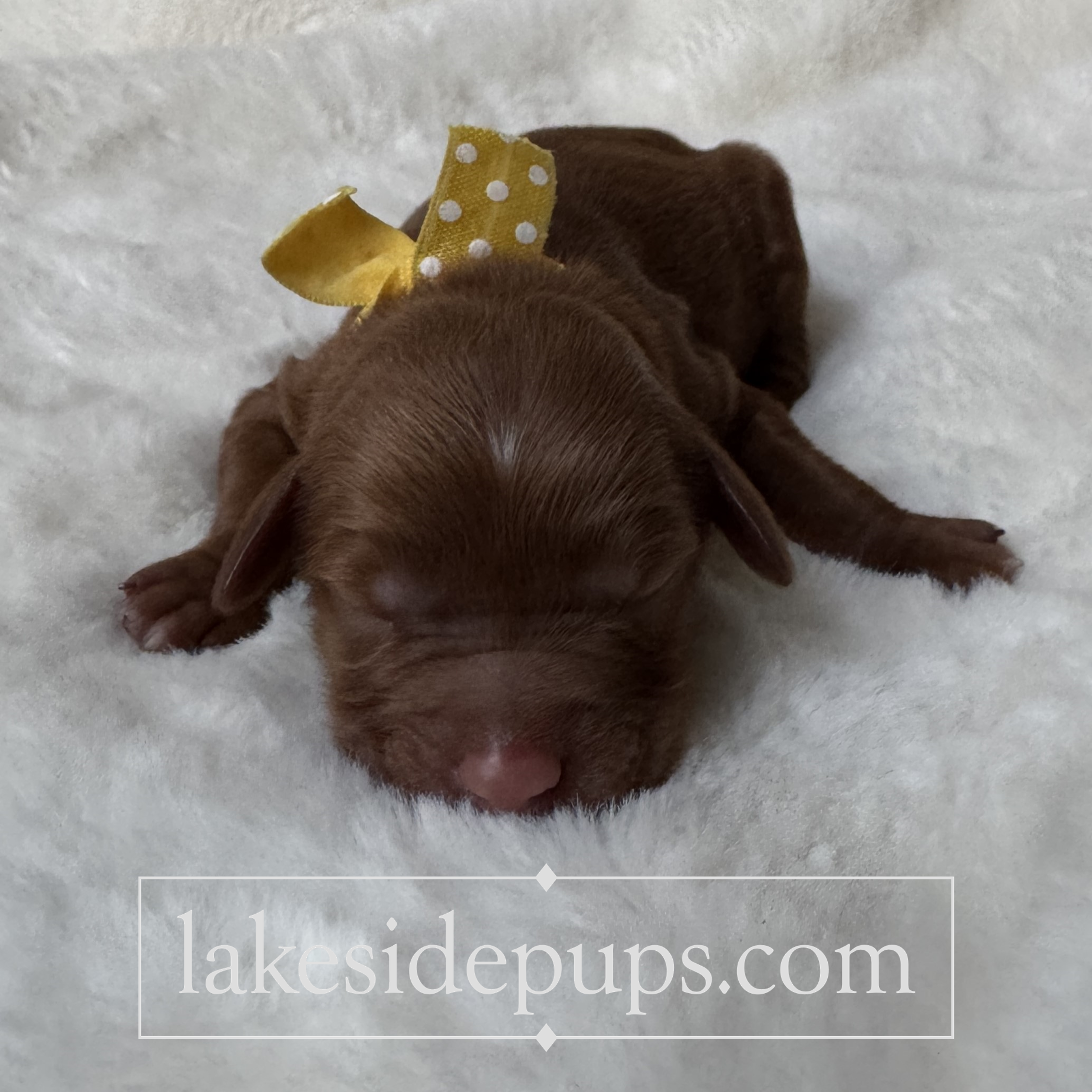 one day old