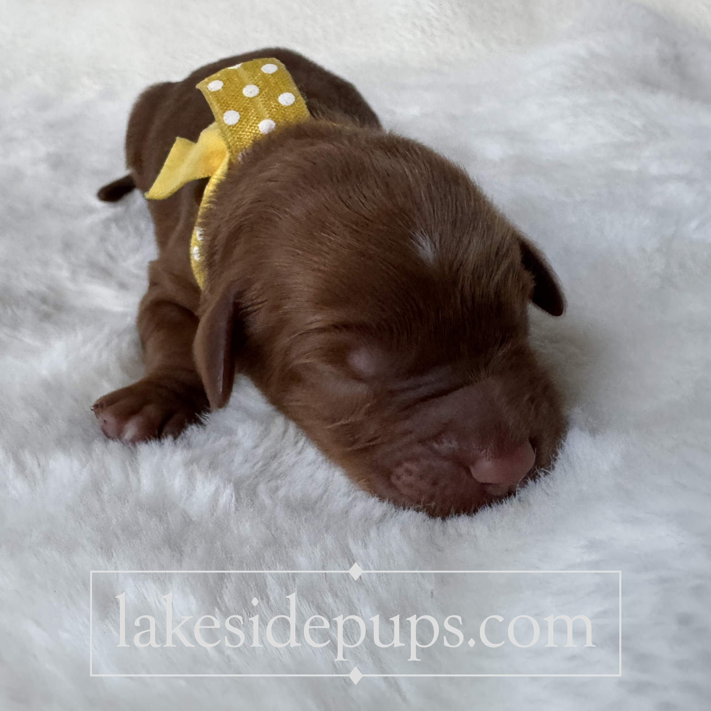 one day old