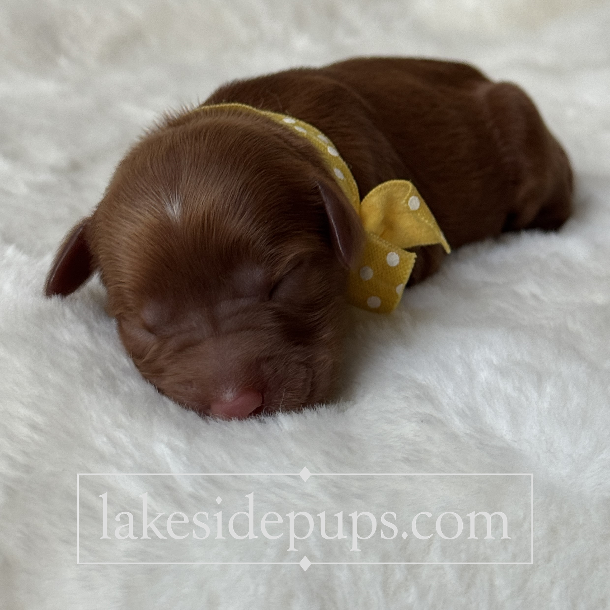 one day old