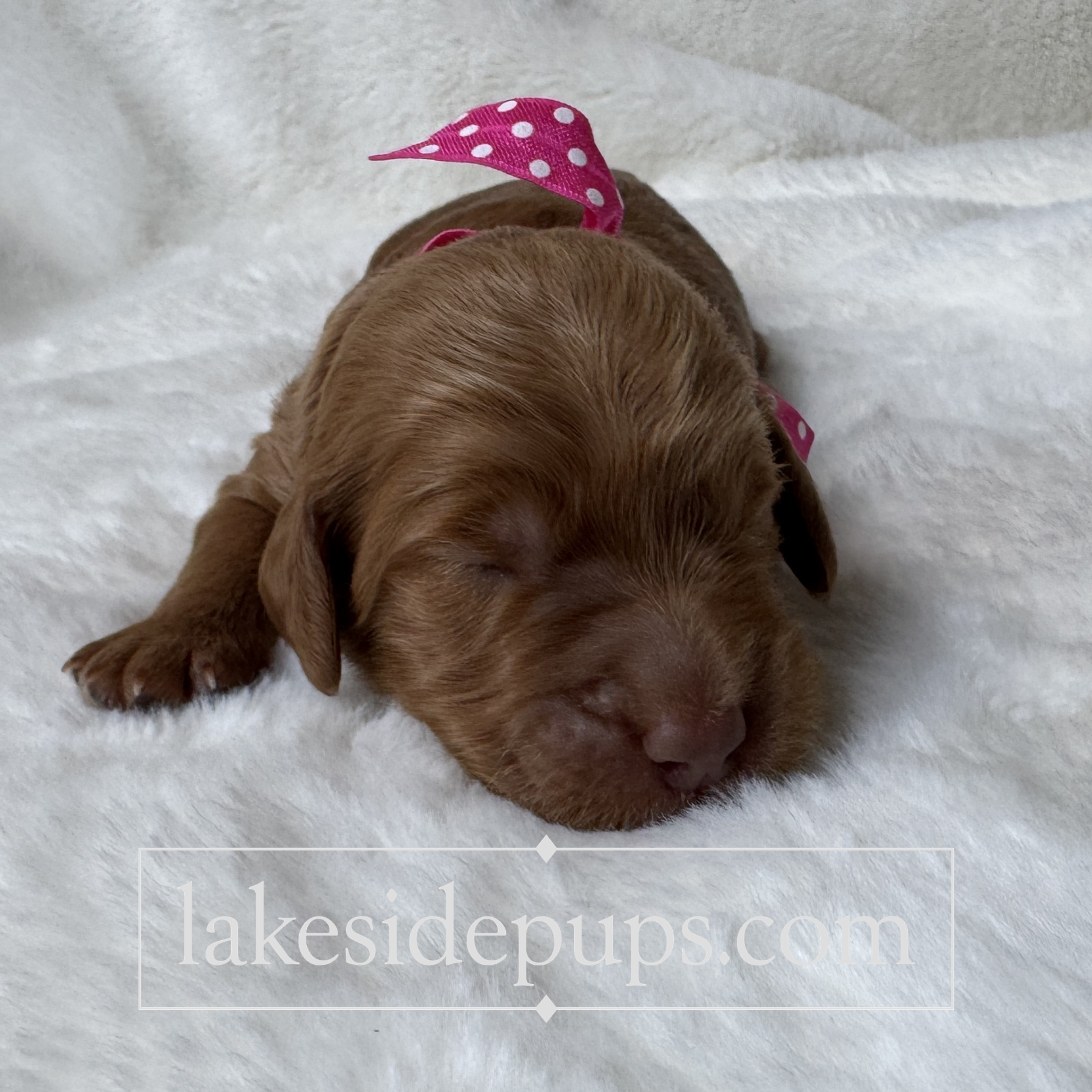 one week old