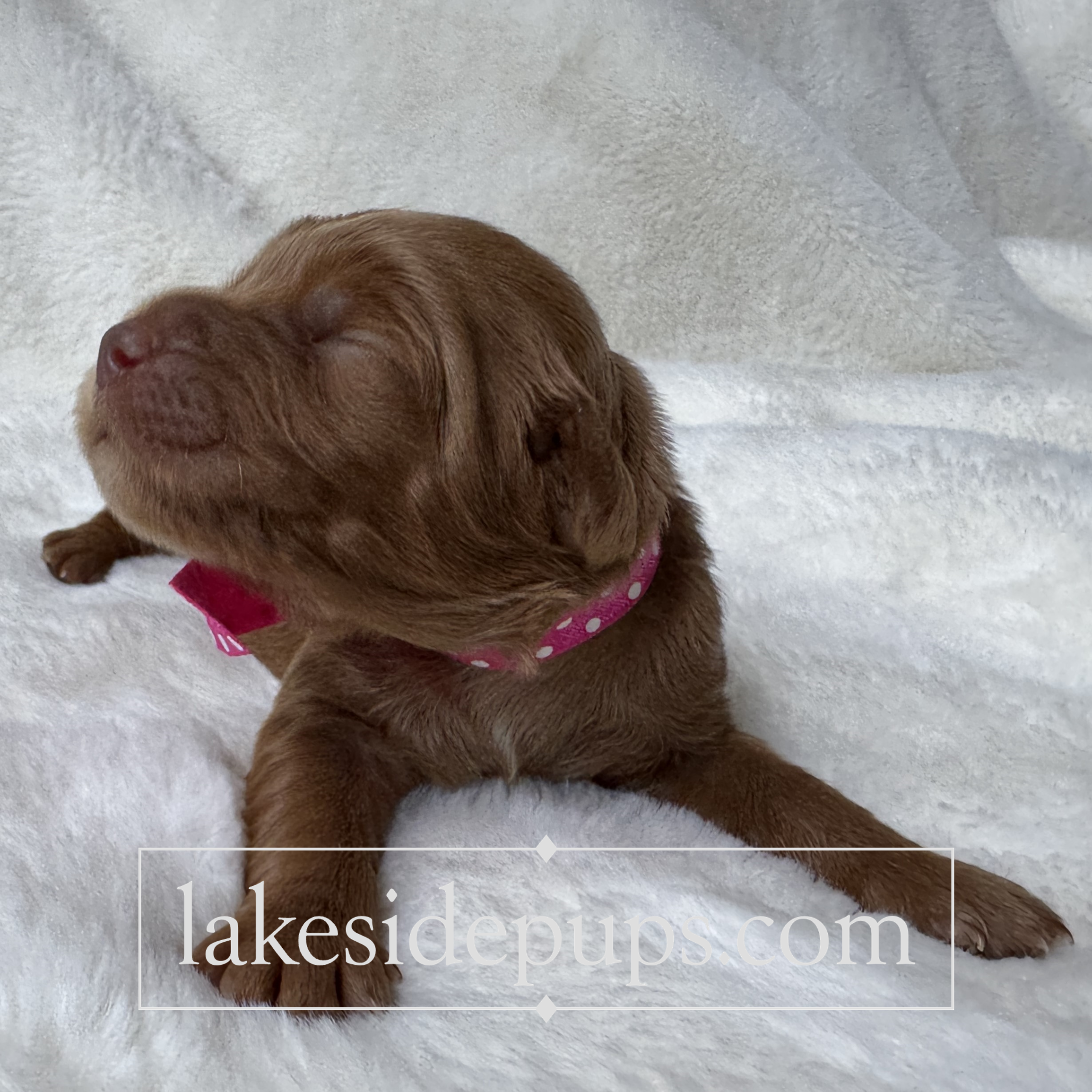 one week old