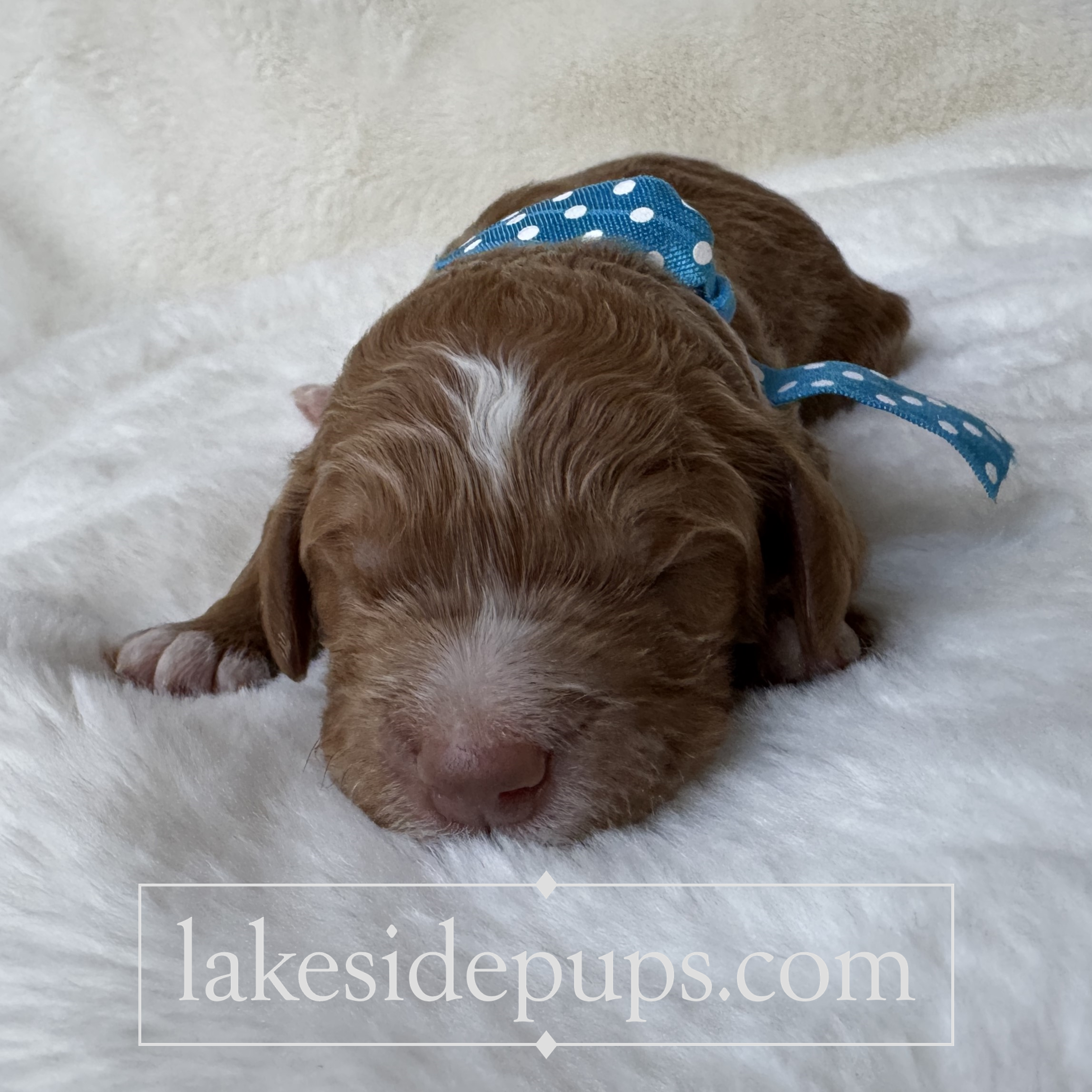 one week old