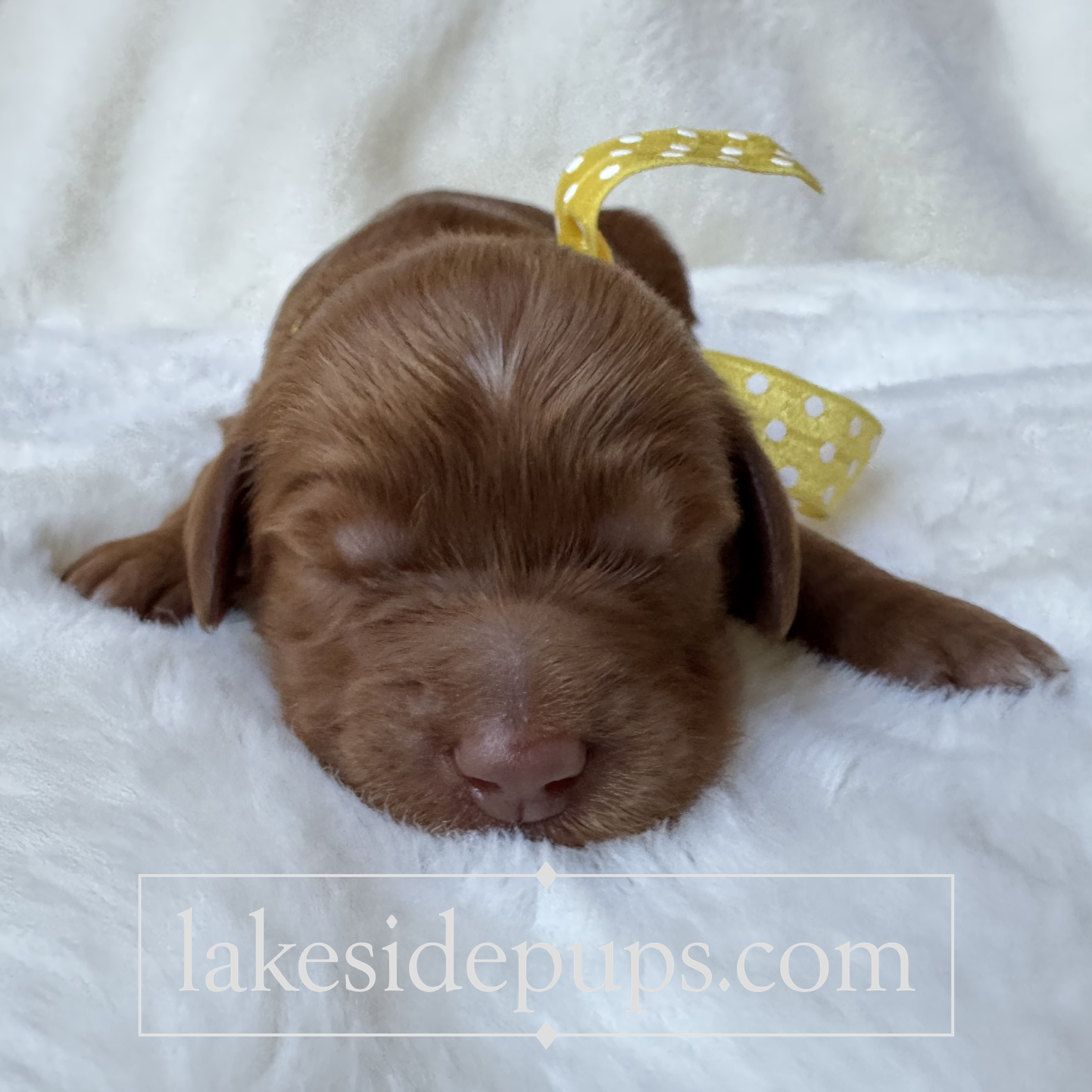 one week old