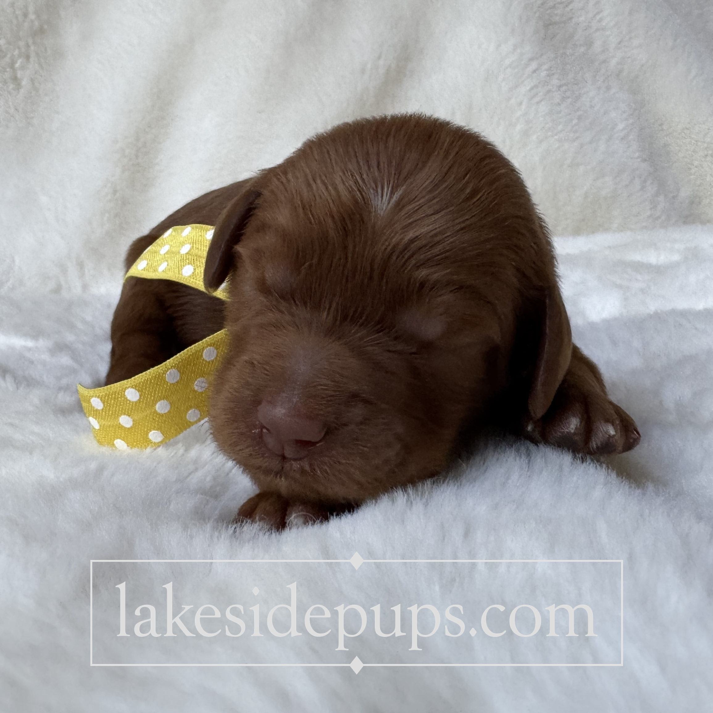 one week old