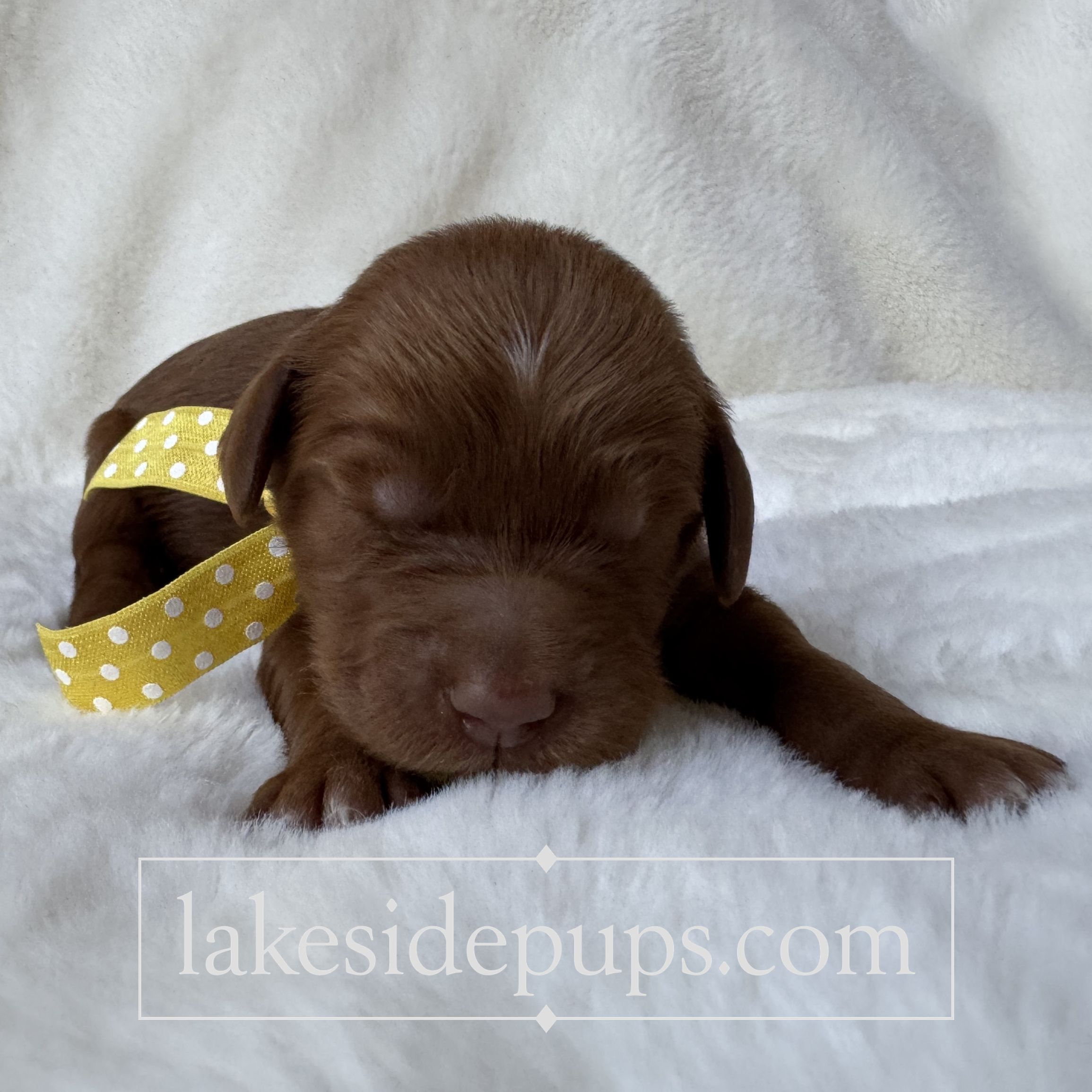 one week old