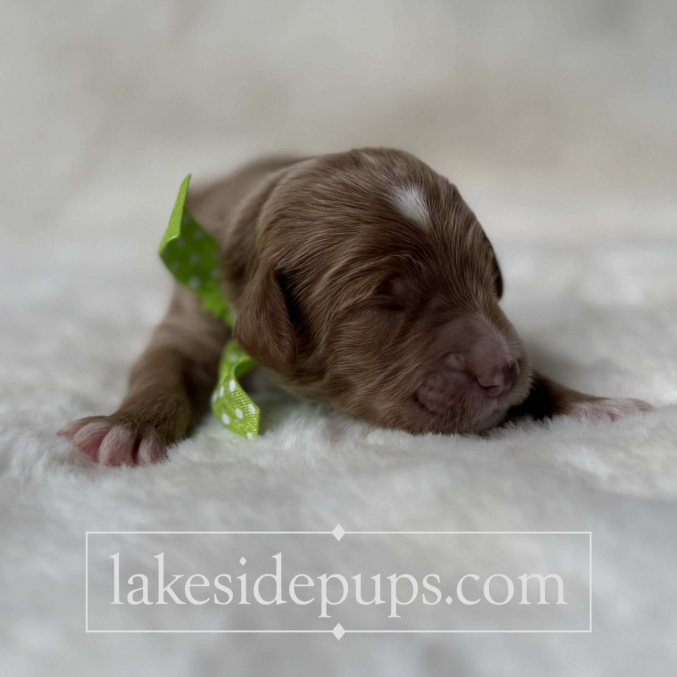 one week old