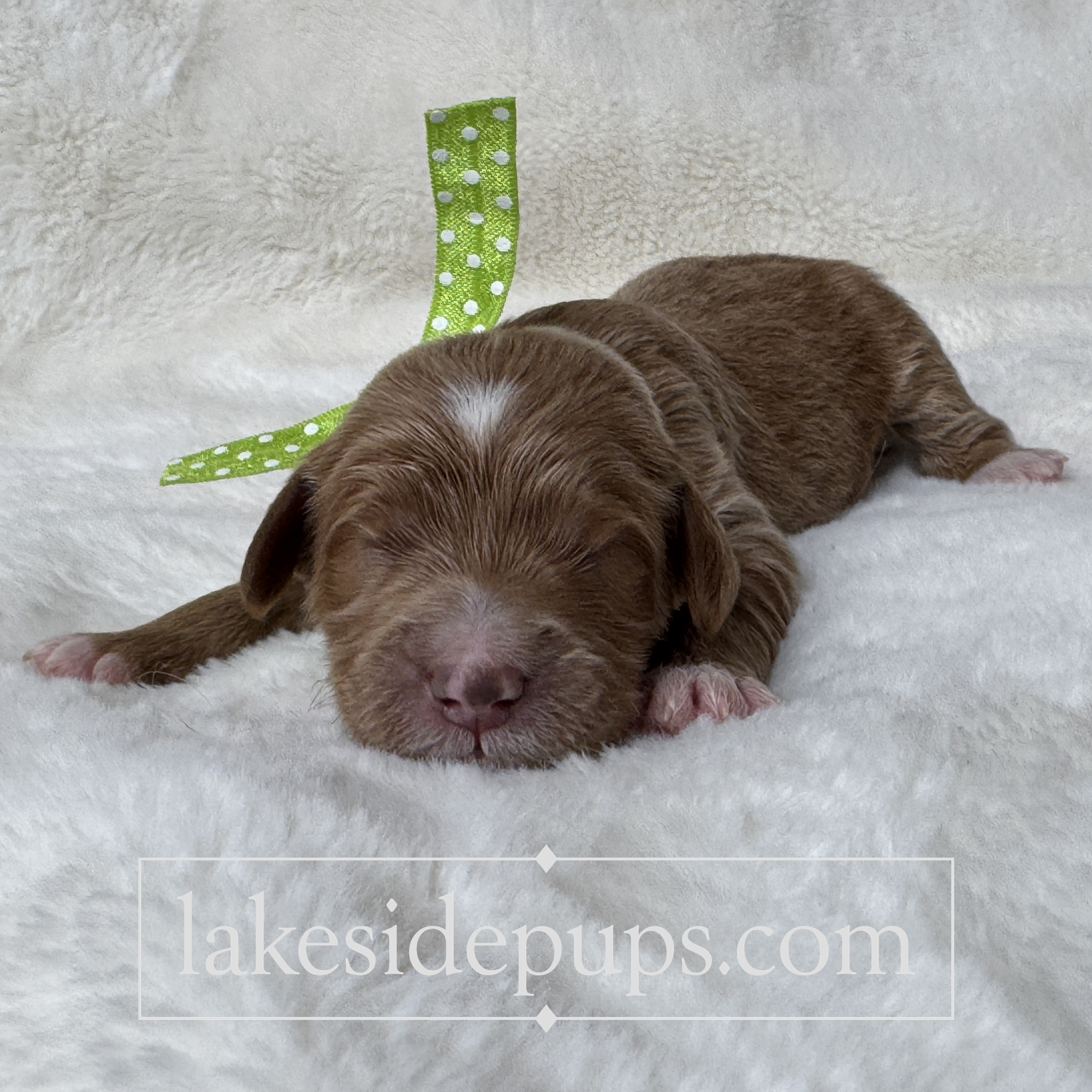 one week old