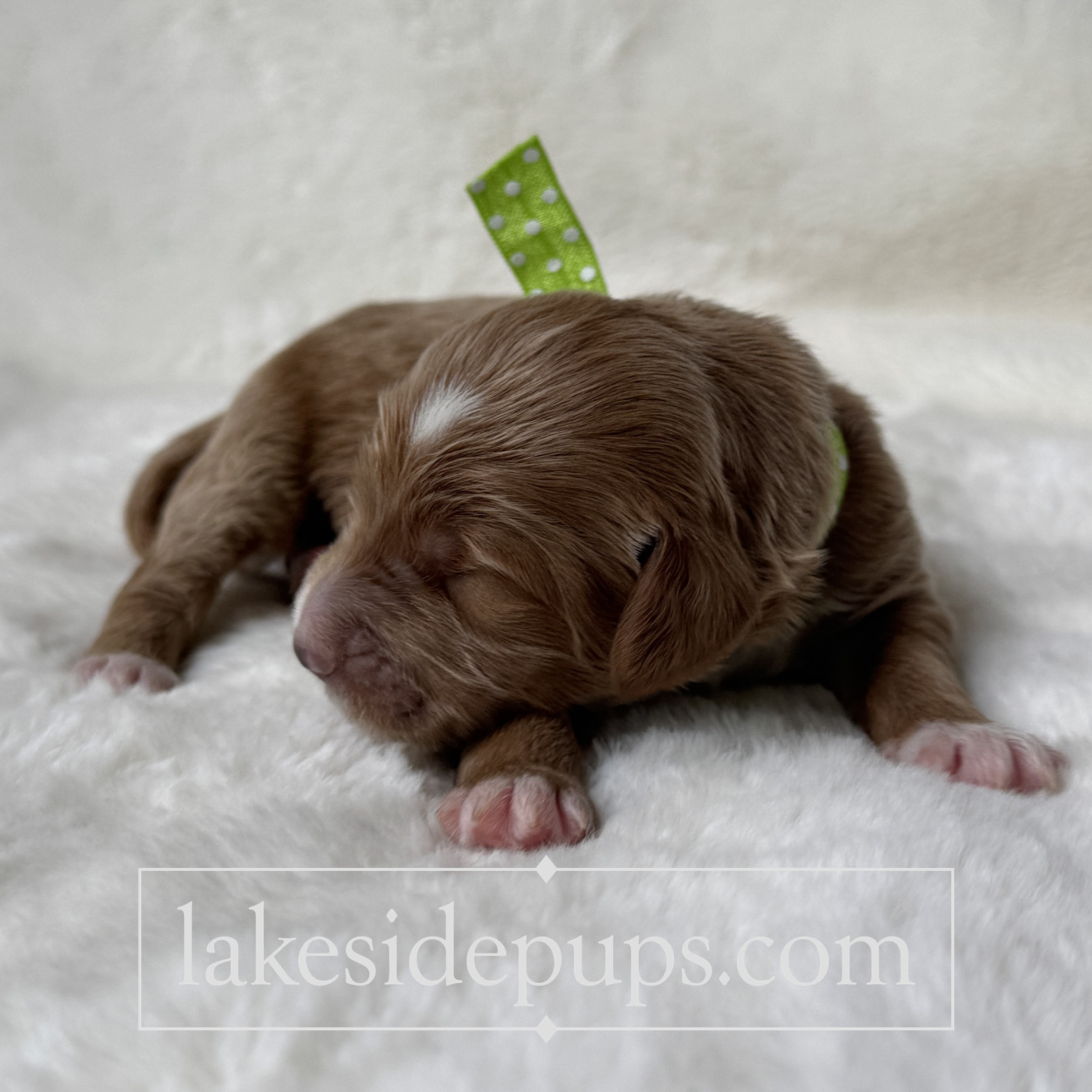one week old