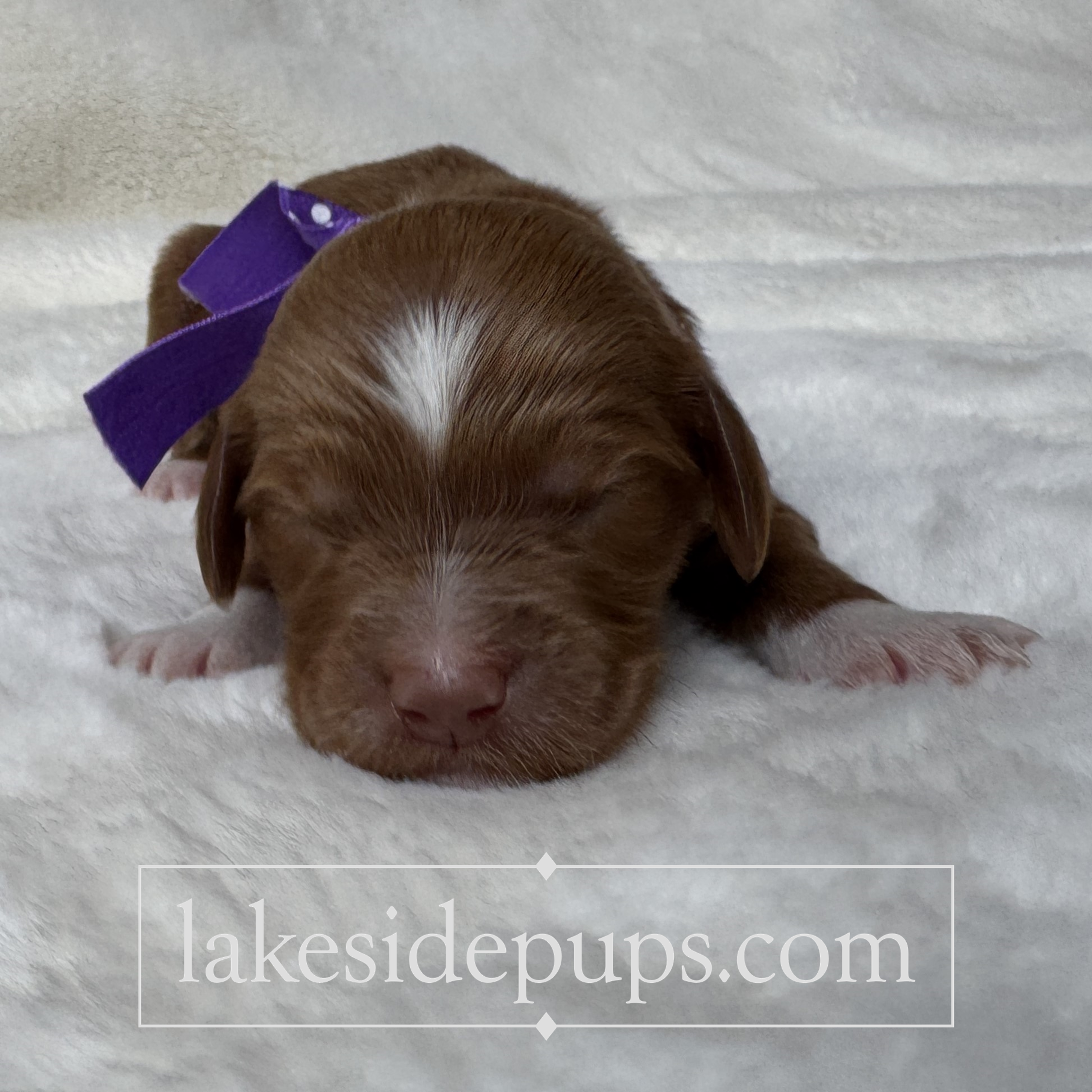 one week old